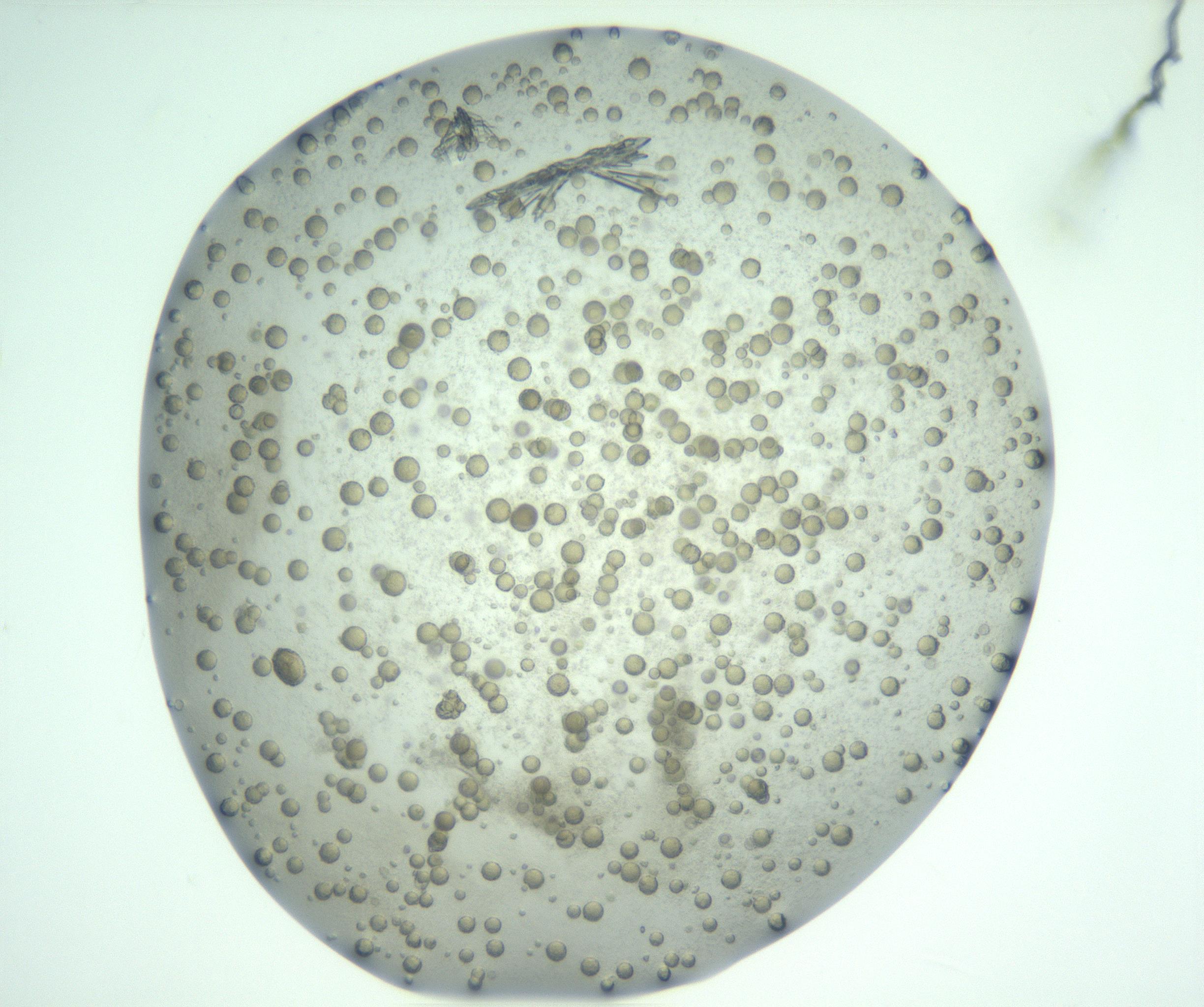 RI01_03_000_0212_Proj1_Clon1_MC_0000MC103047_005_161201_12_07_01_00_99_002_001_RAI.jpg