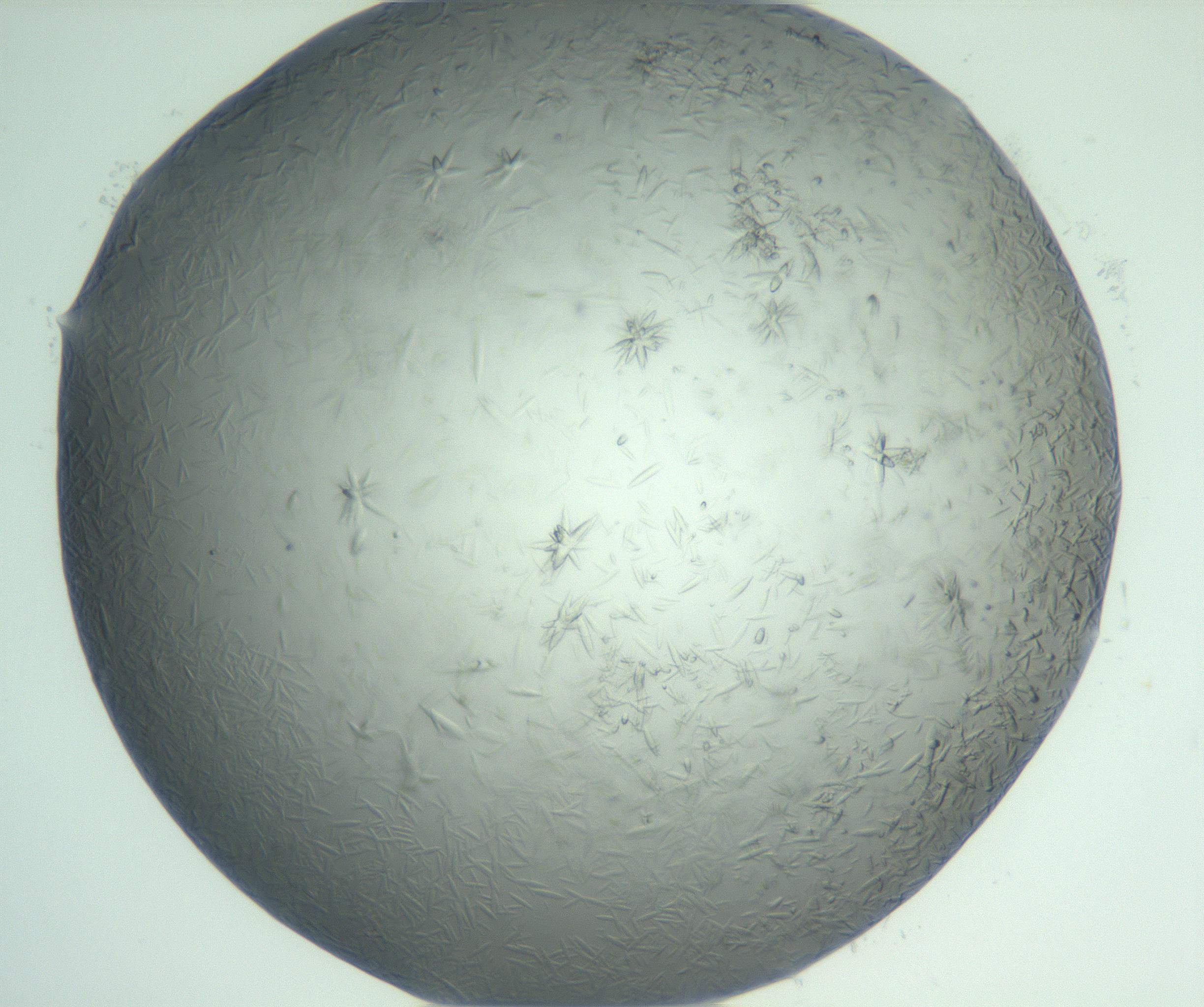 RI01_03_000_0212_Proj1_Clon1_MC_0000MC103048_005_161201_01_05_02_00_99_002_001_RAI.jpg