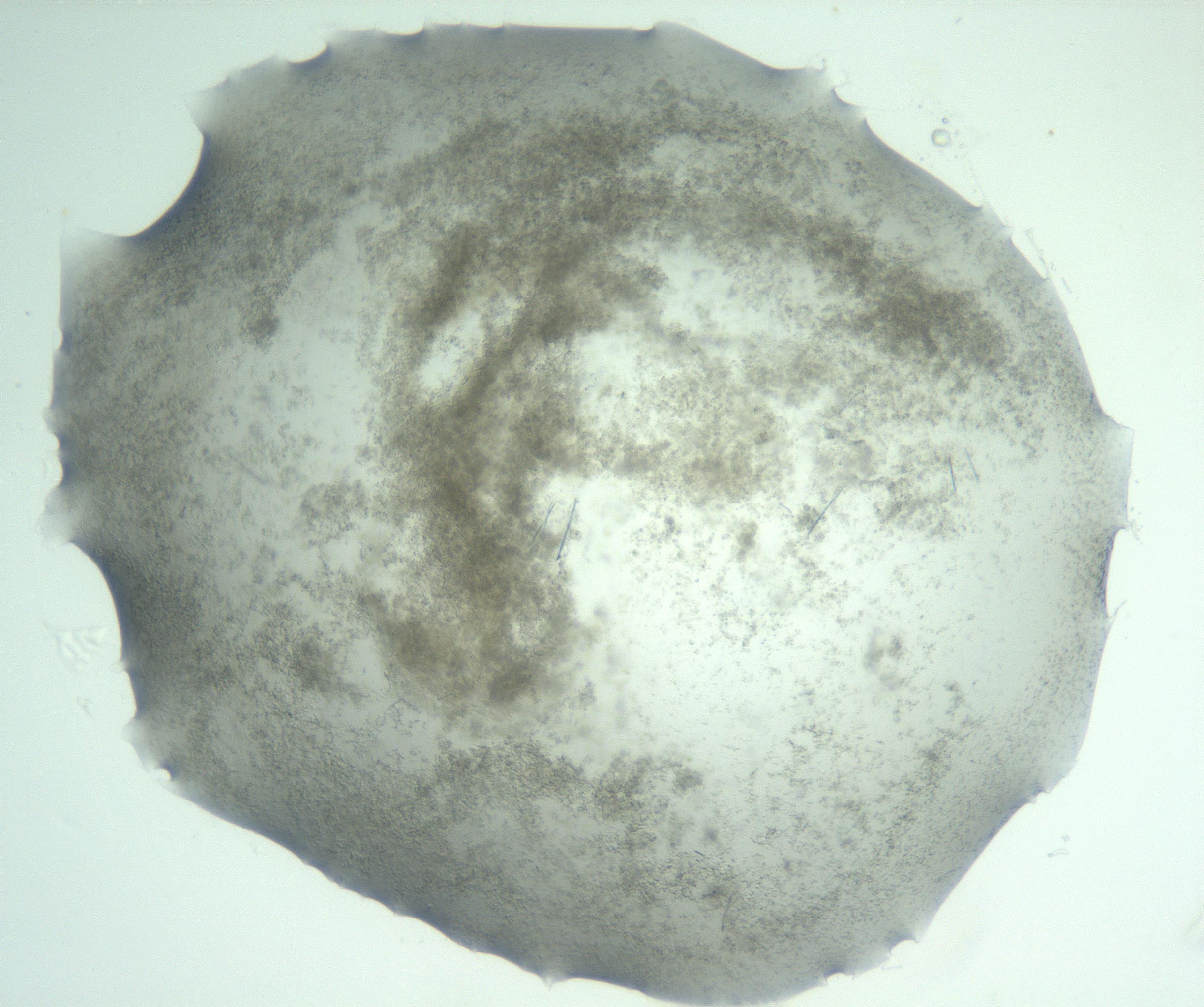 RI01_03_000_0212_Proj1_Clon1_MC_0000MC103048_005_161201_04_05_02_00_99_002_001_RAI.jpg