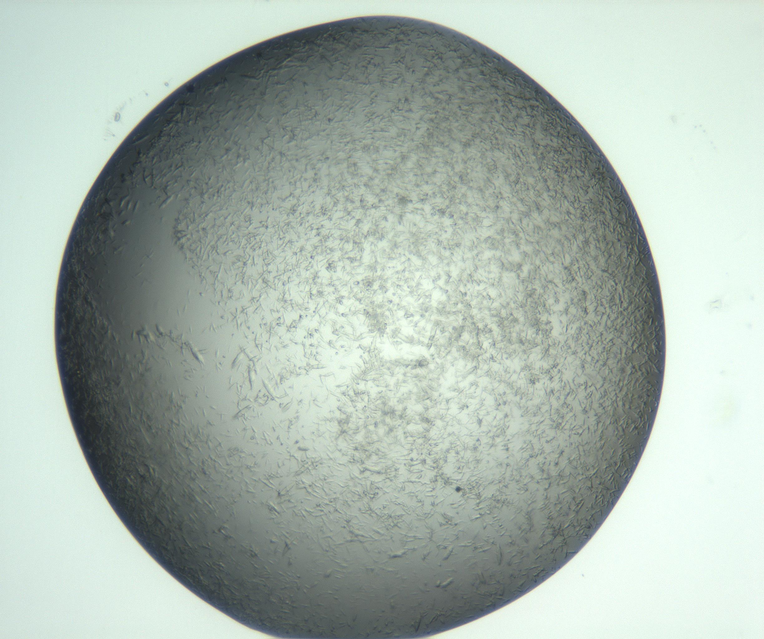 RI01_03_000_0212_Proj1_Clon1_MC_0000MC103048_005_161201_07_05_02_00_99_002_001_RAI.jpg