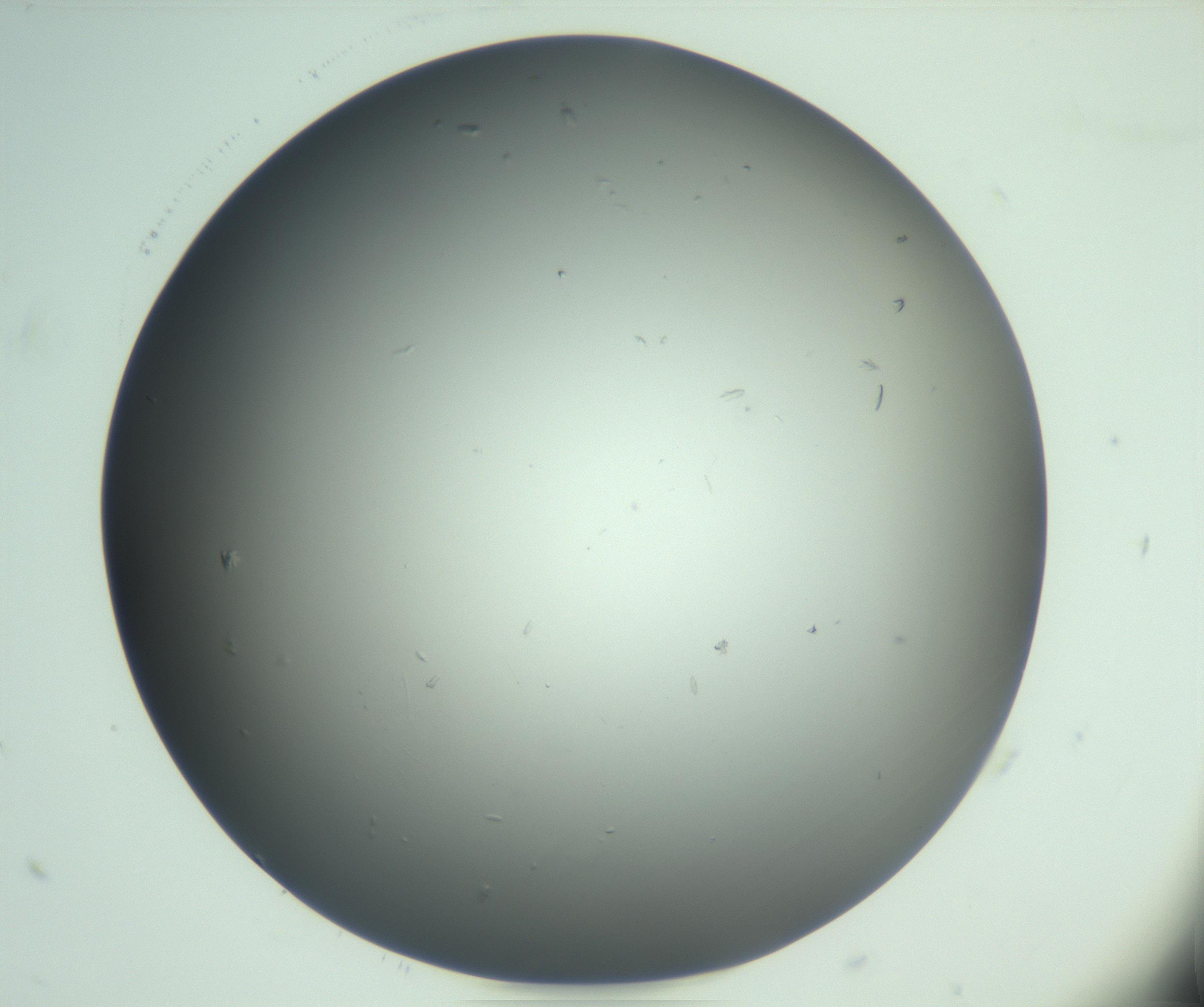 RI01_03_000_0212_Proj1_Clon1_MC_0000MC103048_005_161201_08_03_02_00_99_002_001_RAI.jpg
