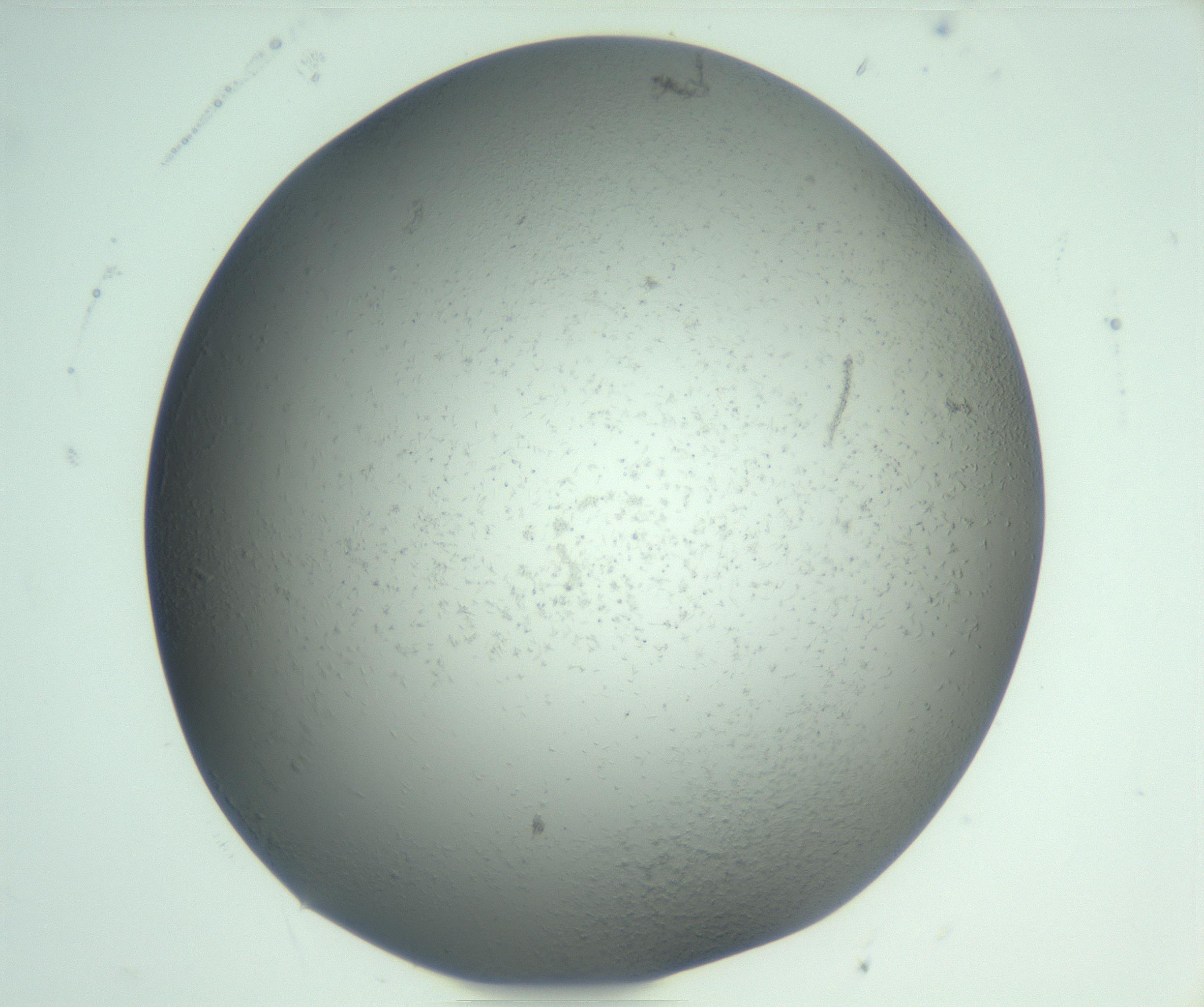 RI01_03_000_0212_Proj1_Clon1_MC_0000MC103048_005_161201_08_05_01_00_99_002_001_RAI.jpg