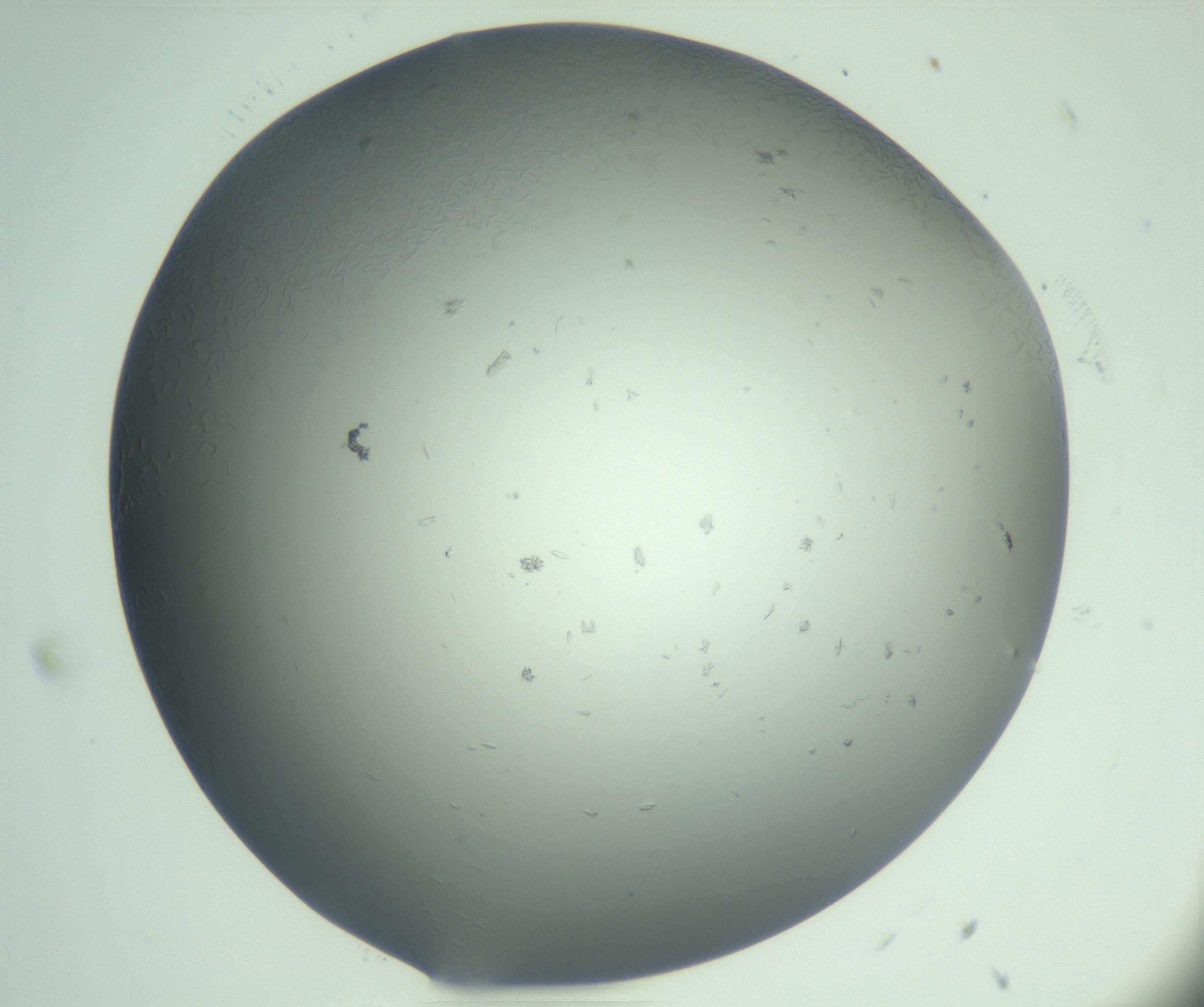 RI01_03_000_0212_Proj1_Clon1_MC_0000MC103048_005_161201_11_03_01_00_99_002_001_RAI.jpg