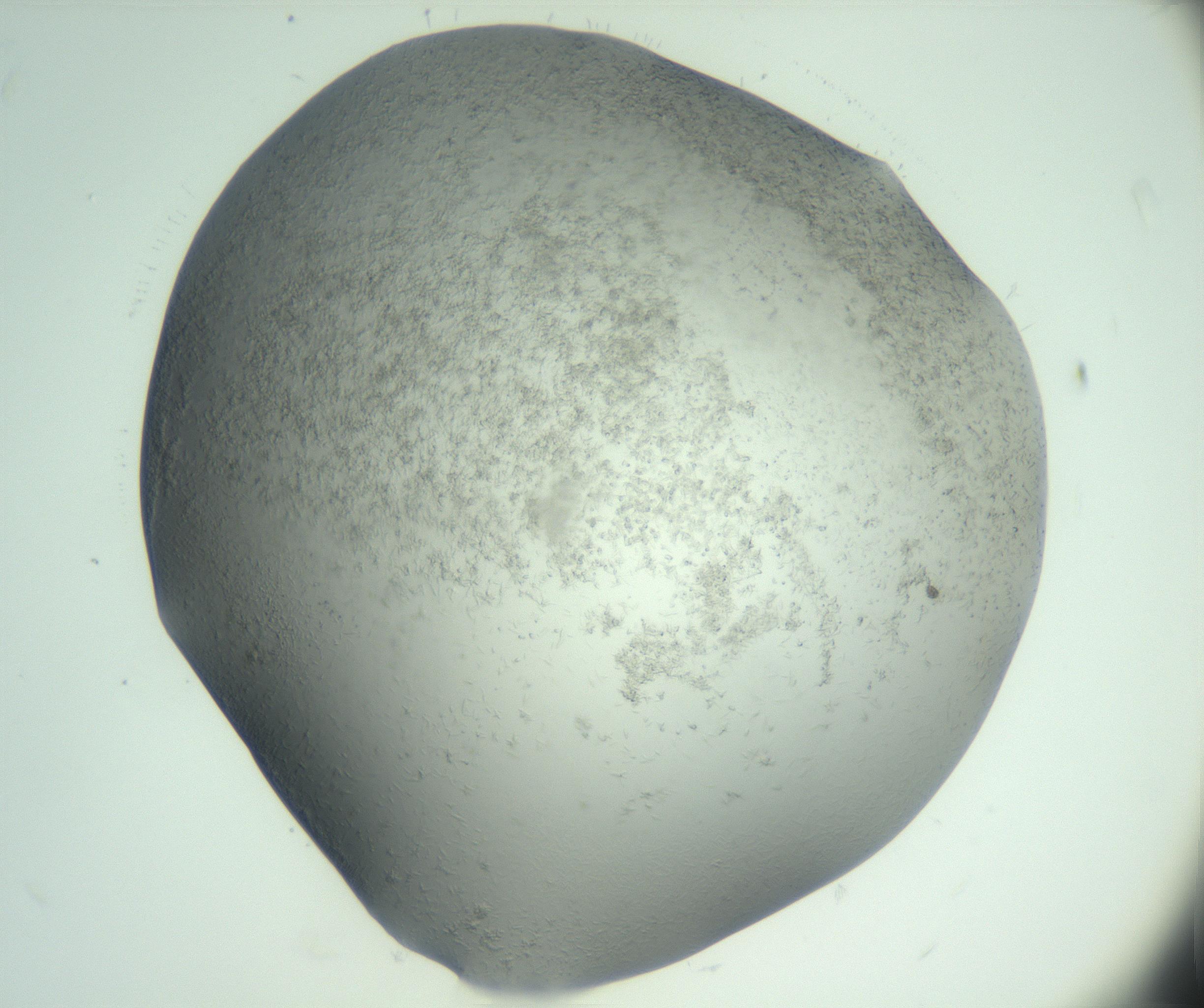 RI01_03_000_0212_Proj1_Clon1_MC_0000MC103048_005_161201_11_03_02_00_99_002_001_RAI.jpg