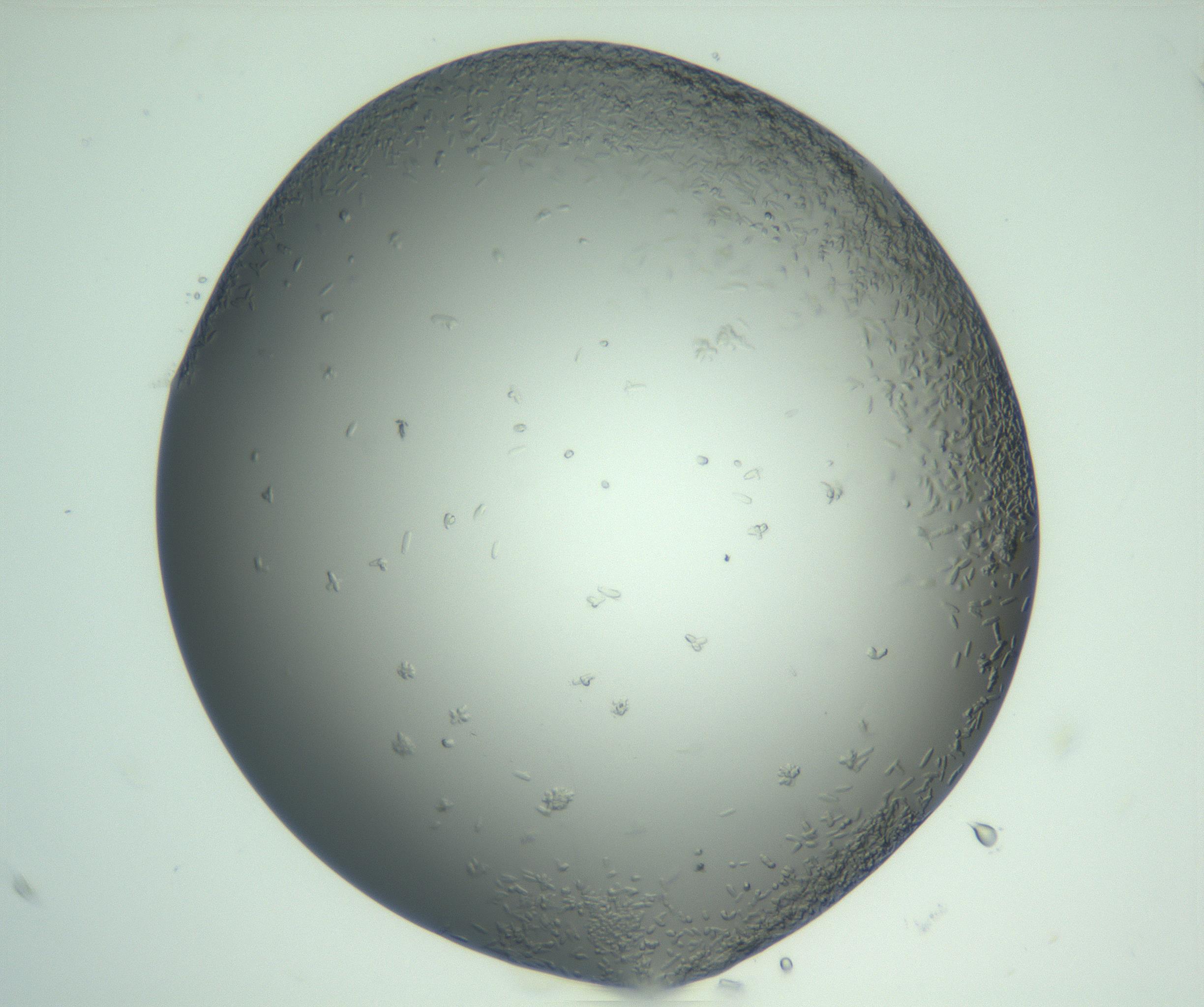 RI01_03_000_0212_Proj1_Clon1_MC_0000MC103049_005_161201_01_02_02_00_99_002_001_RAI.jpg