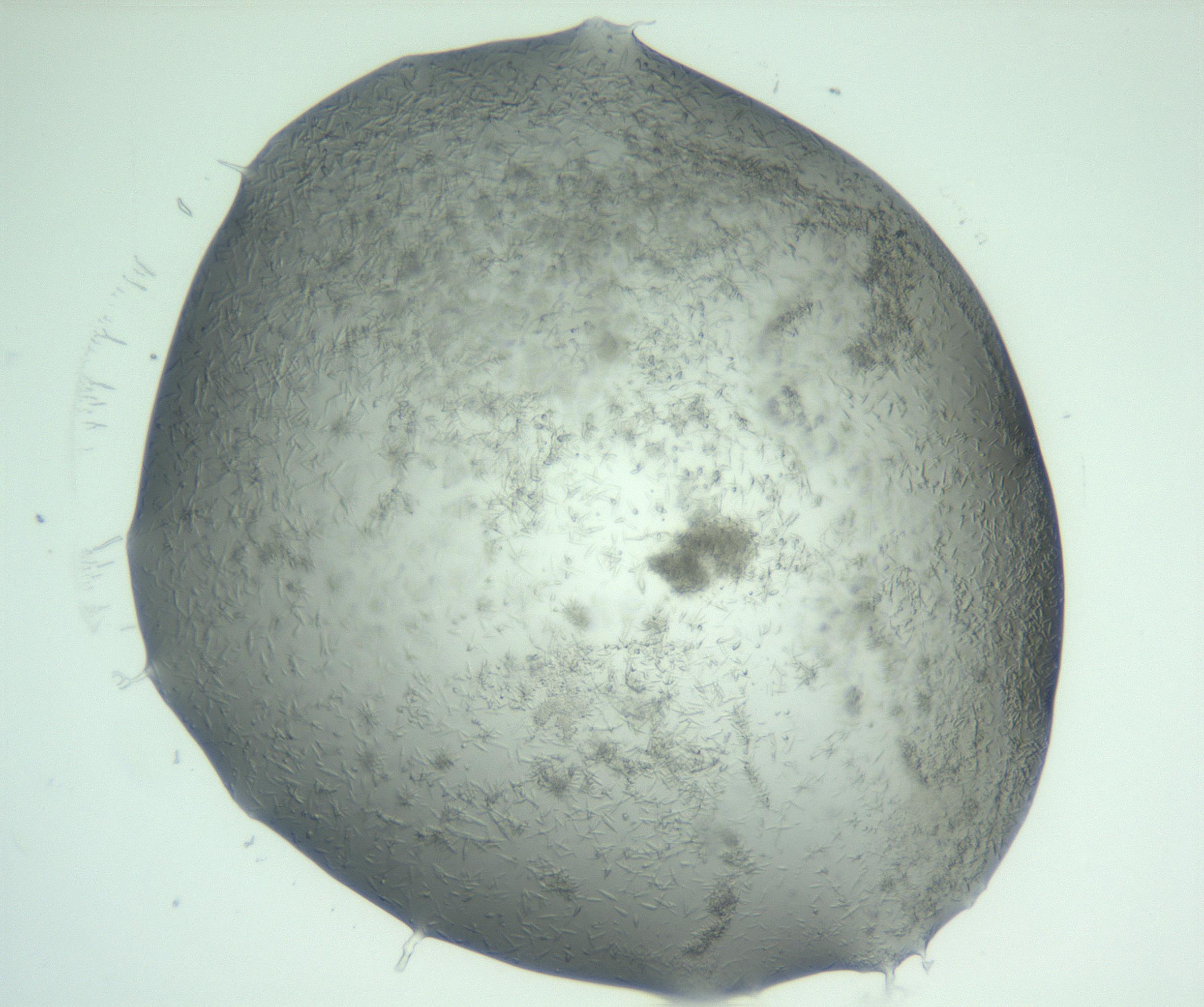 RI01_03_000_0212_Proj1_Clon1_MC_0000MC103049_005_161201_02_04_02_00_99_002_001_RAI.jpg