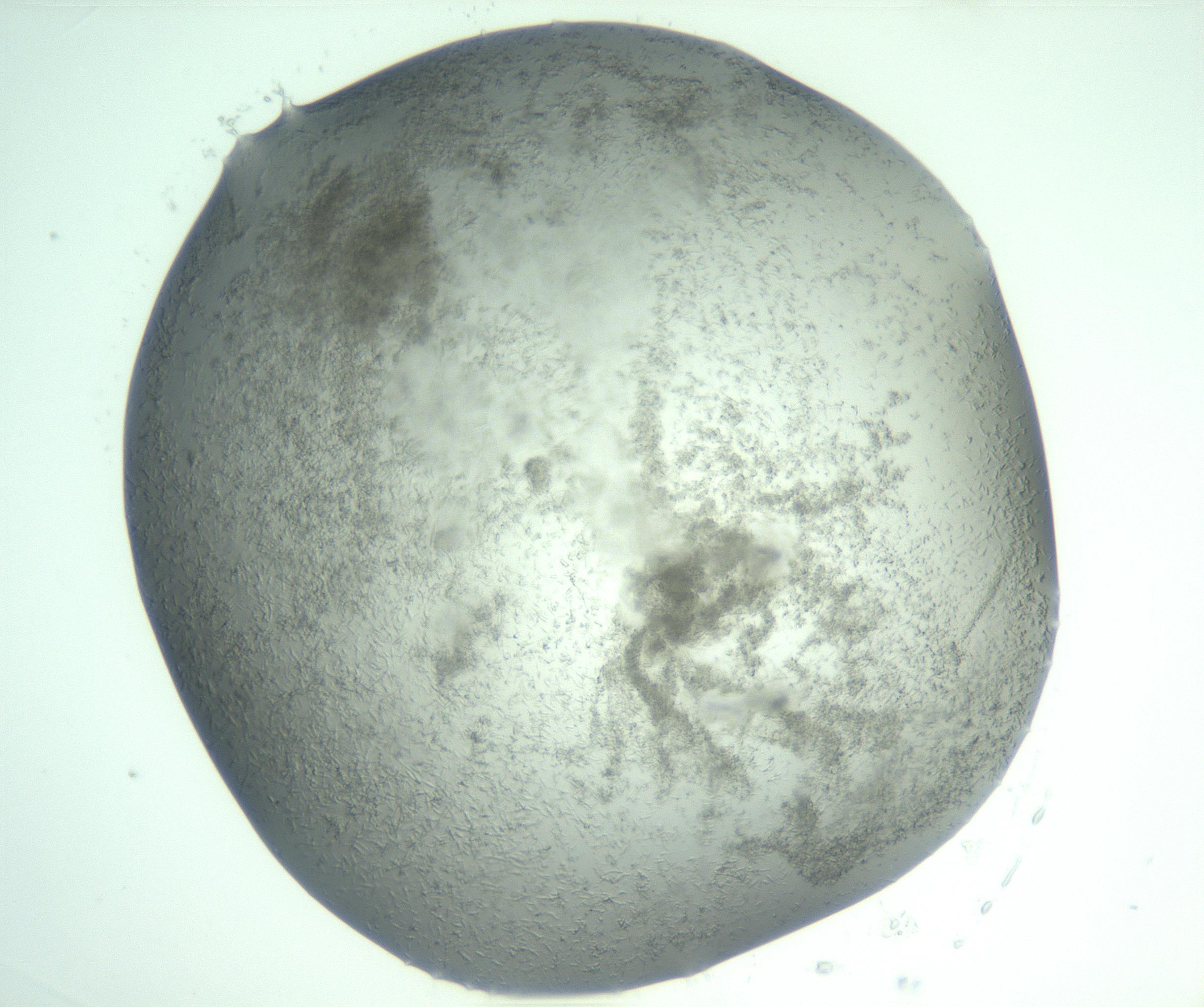 RI01_03_000_0212_Proj1_Clon1_MC_0000MC103049_005_161201_03_01_02_00_99_002_001_RAI.jpg