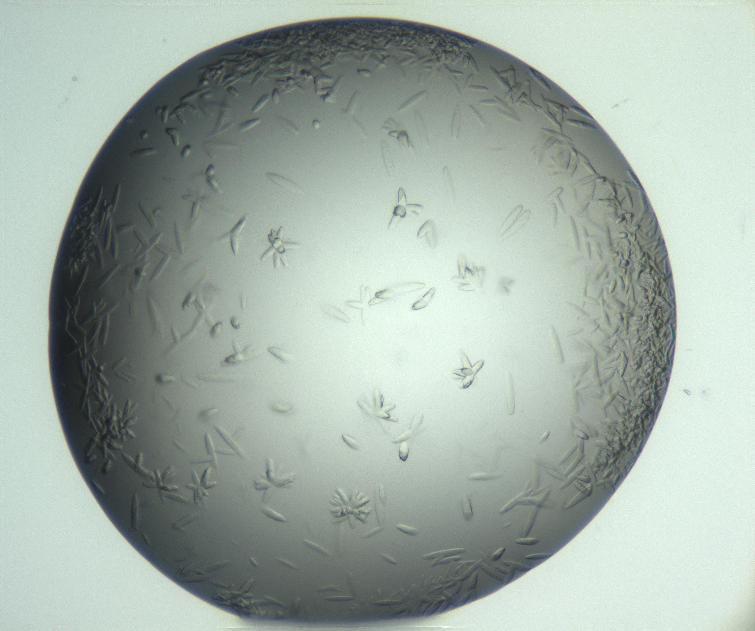 RI01_03_000_0212_Proj1_Clon1_MC_0000MC103049_005_161201_03_03_02_00_99_002_001_RAI.jpg