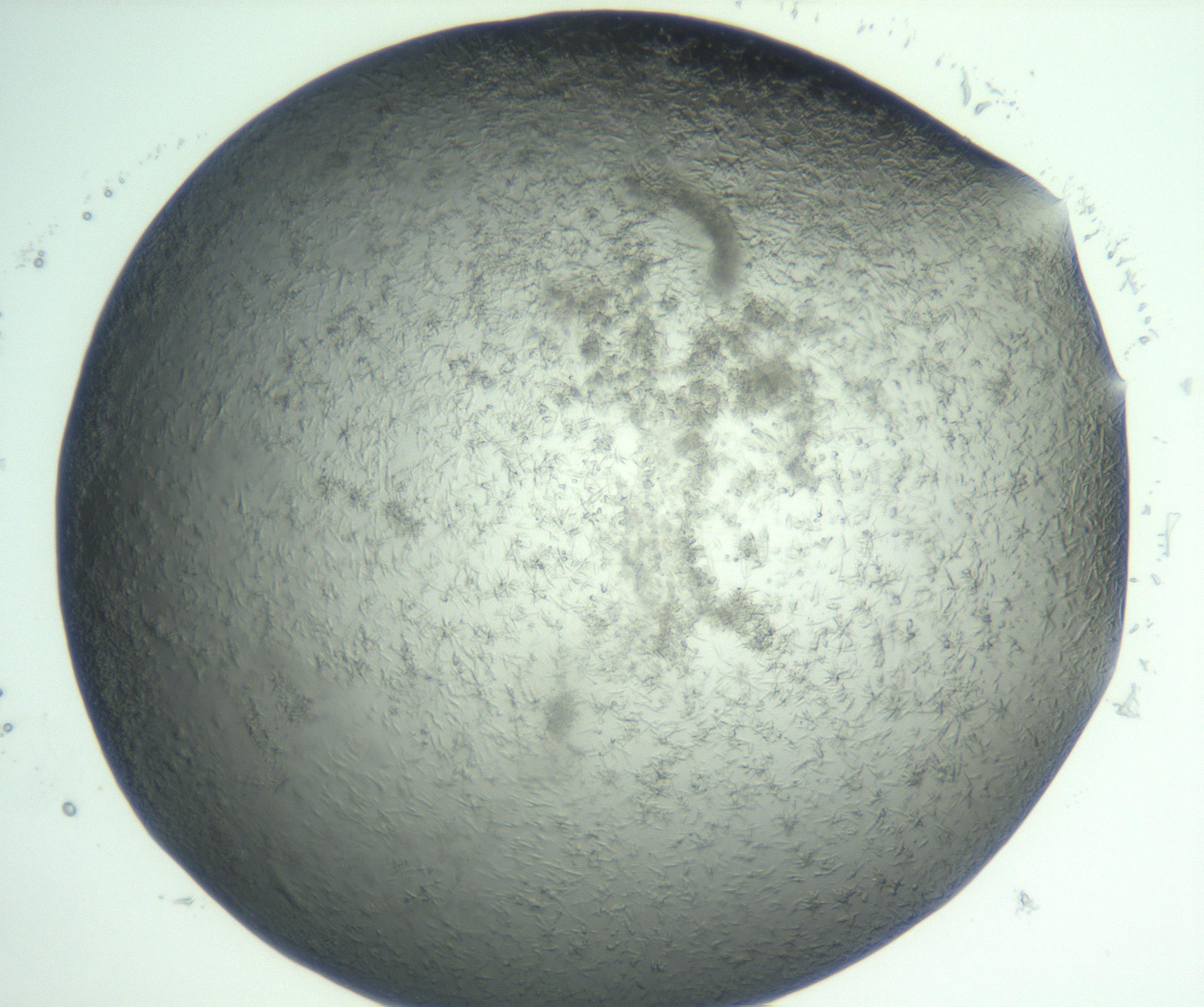 RI01_03_000_0212_Proj1_Clon1_MC_0000MC103049_005_161201_04_08_02_00_99_002_001_RAI.jpg