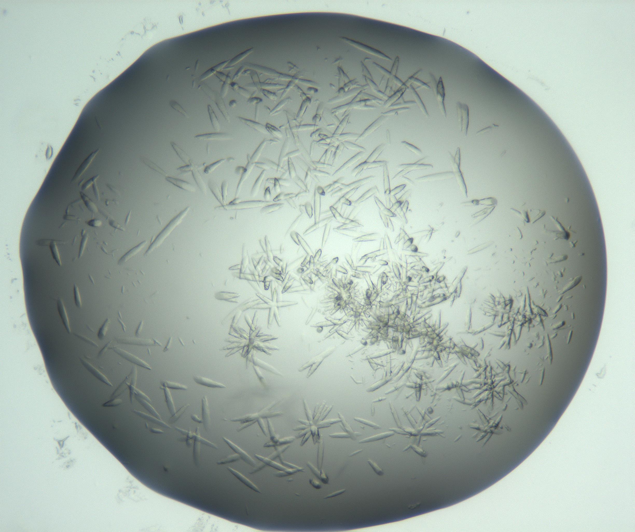 RI01_03_000_0212_Proj1_Clon1_MC_0000MC103049_005_161201_05_05_02_00_99_002_001_RAI.jpg