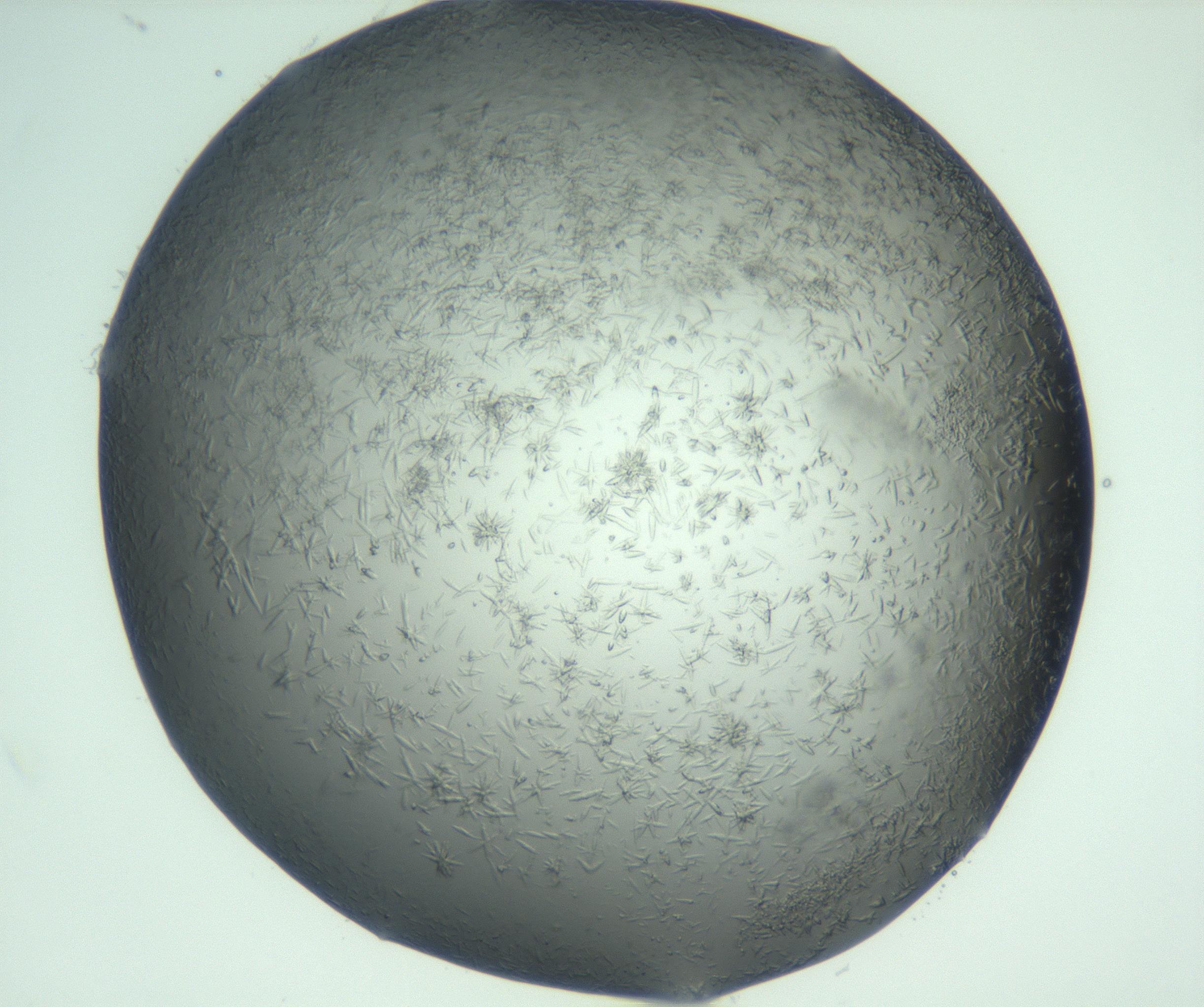 RI01_03_000_0212_Proj1_Clon1_MC_0000MC103049_005_161201_07_04_02_00_99_002_001_RAI.jpg