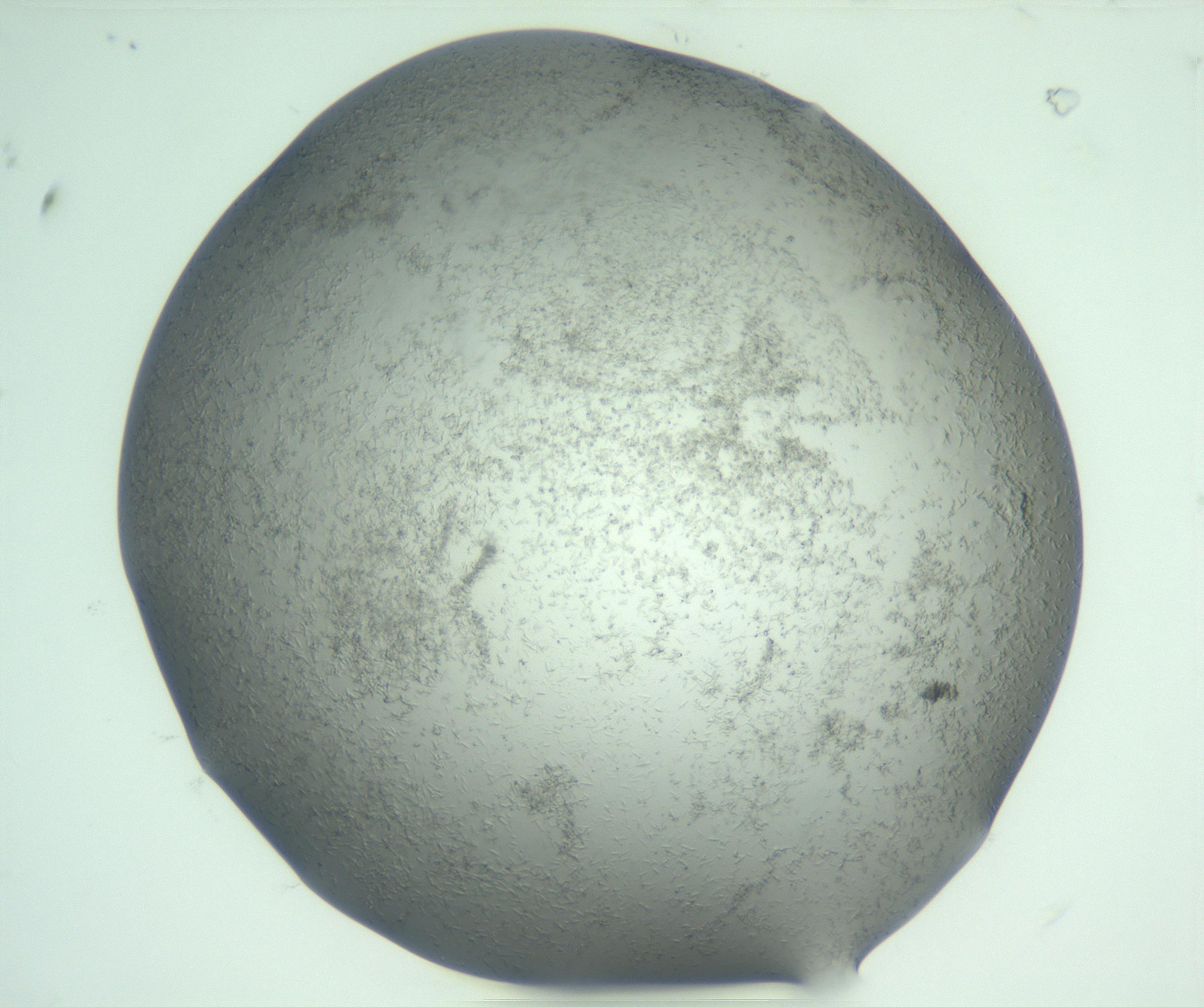 RI01_03_000_0212_Proj1_Clon1_MC_0000MC103049_005_161201_08_01_01_00_99_002_001_RAI.jpg