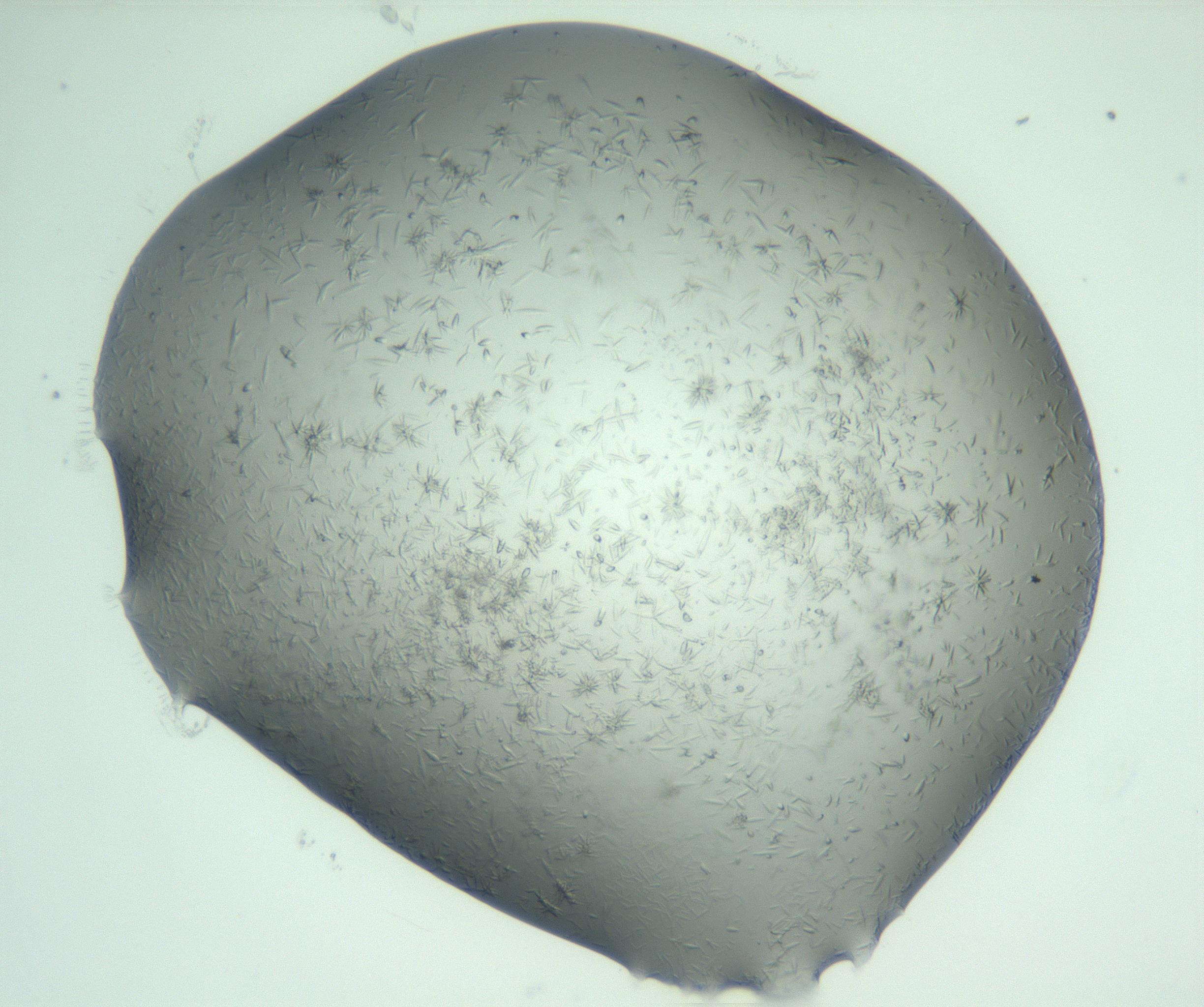 RI01_03_000_0212_Proj1_Clon1_MC_0000MC103049_005_161201_08_04_01_00_99_002_001_RAI.jpg
