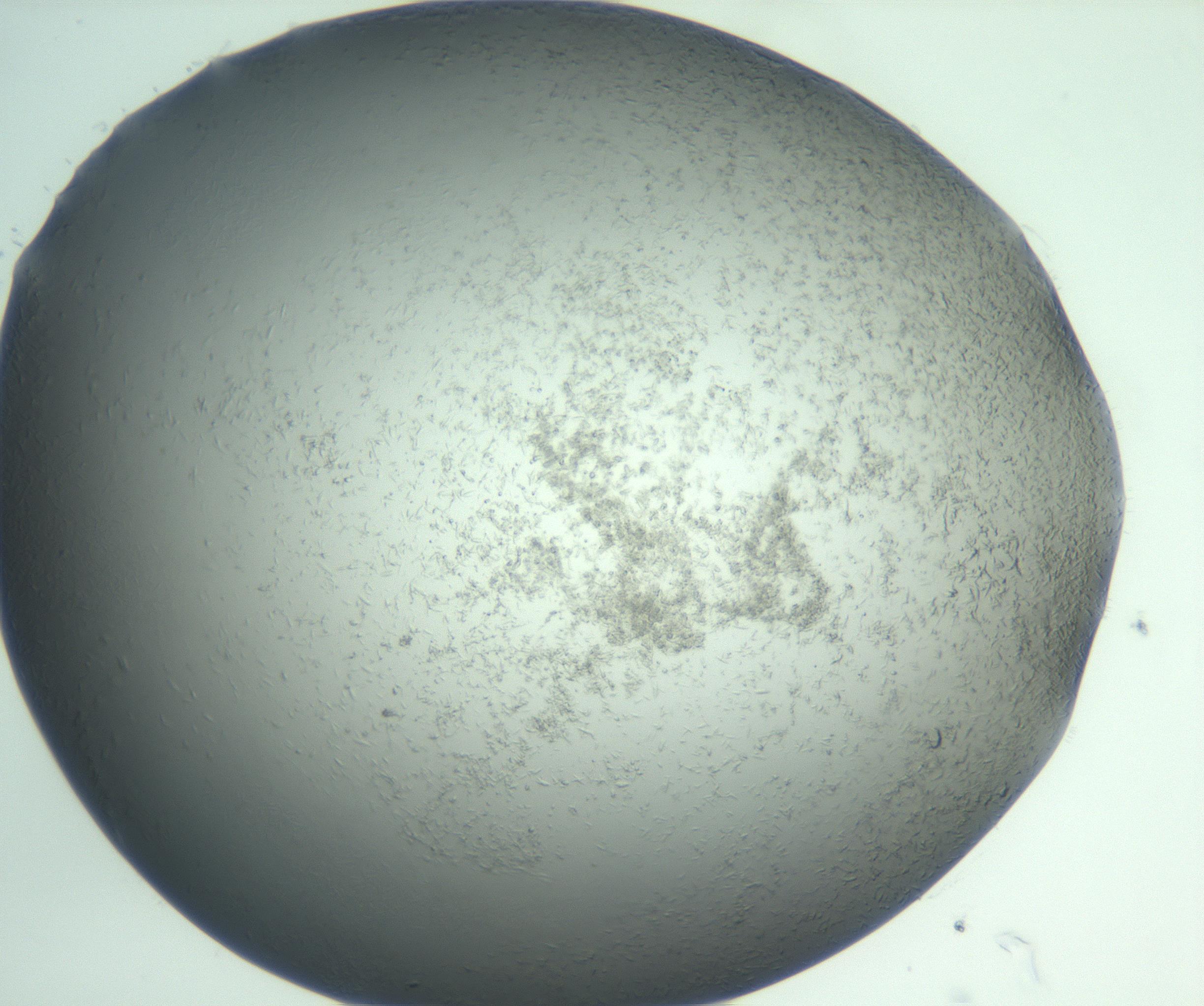 RI01_03_000_0212_Proj1_Clon1_MC_0000MC103049_005_161201_08_07_01_00_99_002_001_RAI.jpg