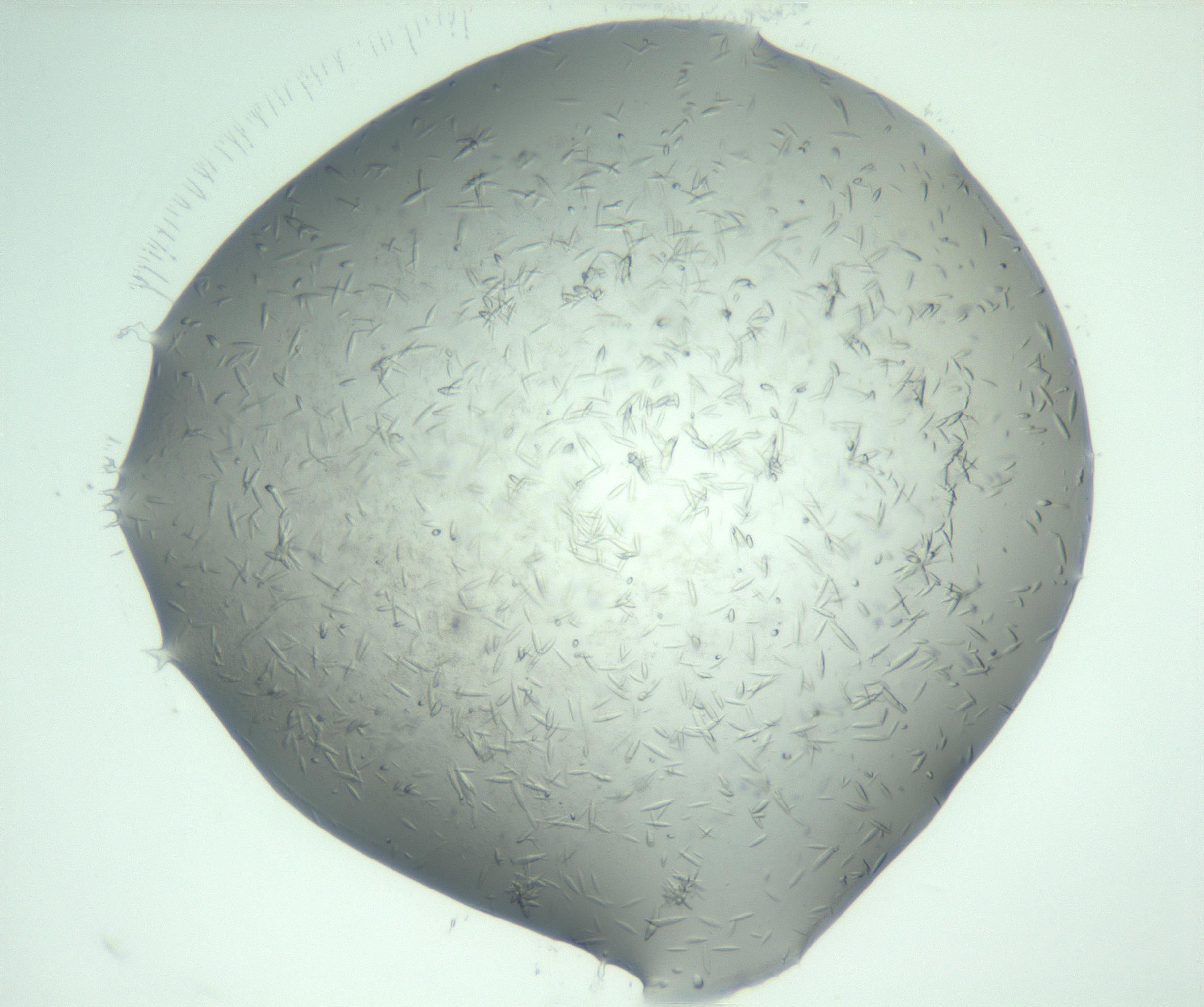 RI01_03_000_0212_Proj1_Clon1_MC_0000MC103049_005_161201_10_04_01_00_99_002_001_RAI.jpg