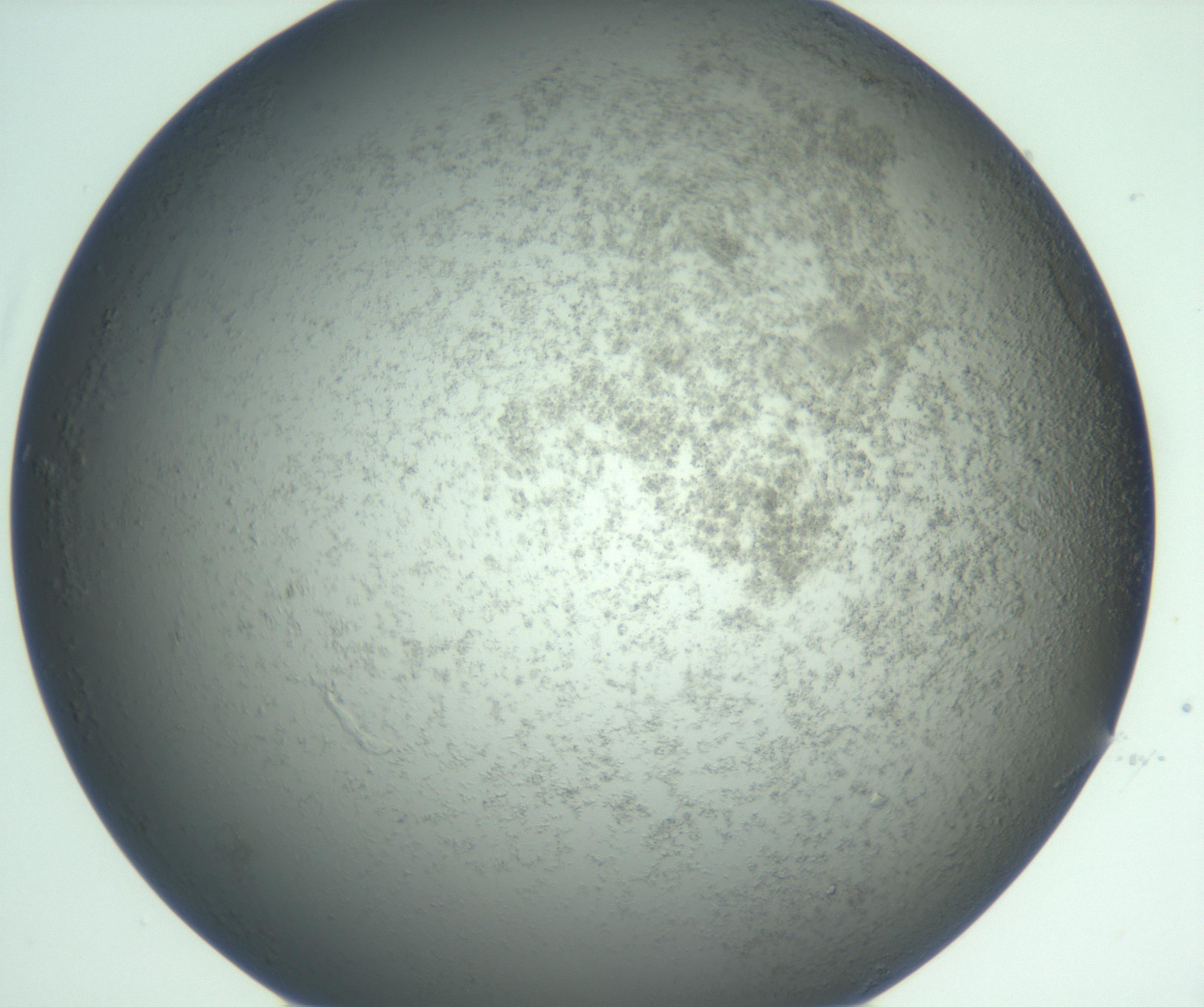 RI01_03_000_0212_Proj1_Clon1_MC_0000MC103049_005_161201_10_07_01_00_99_002_001_RAI.jpg