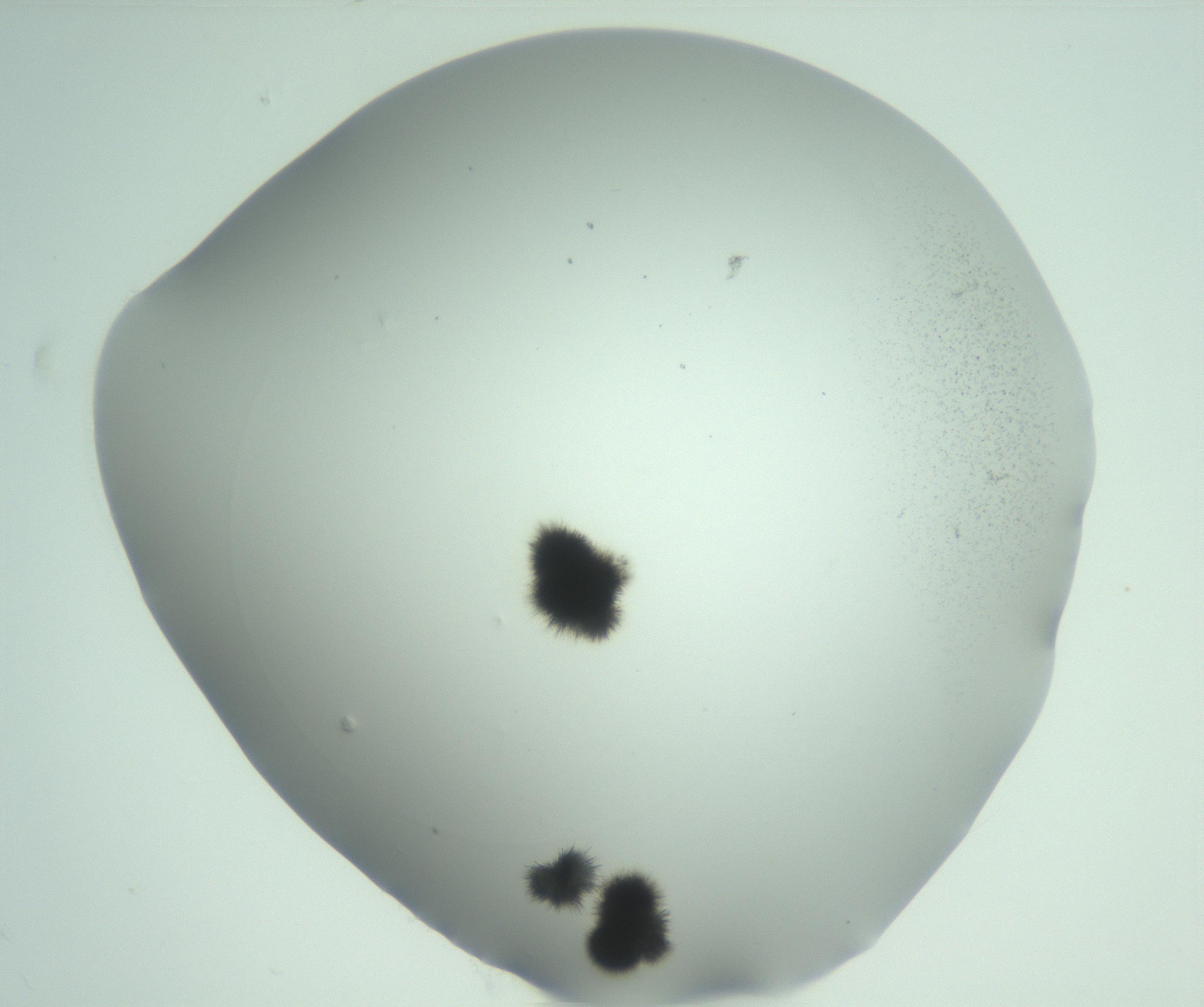 RI01_03_000_0212_Proj1_Clon1_MC_0000MC103050_005_161201_01_08_01_00_99_002_001_RAI.jpg