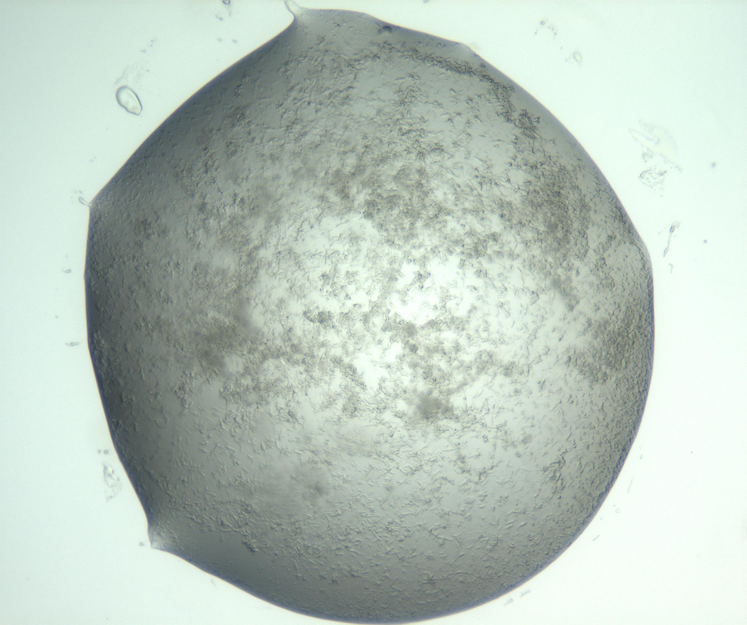 RI01_03_000_0212_Proj1_Clon1_MC_0000MC103050_005_161201_05_06_02_00_99_002_001_RAI.jpg