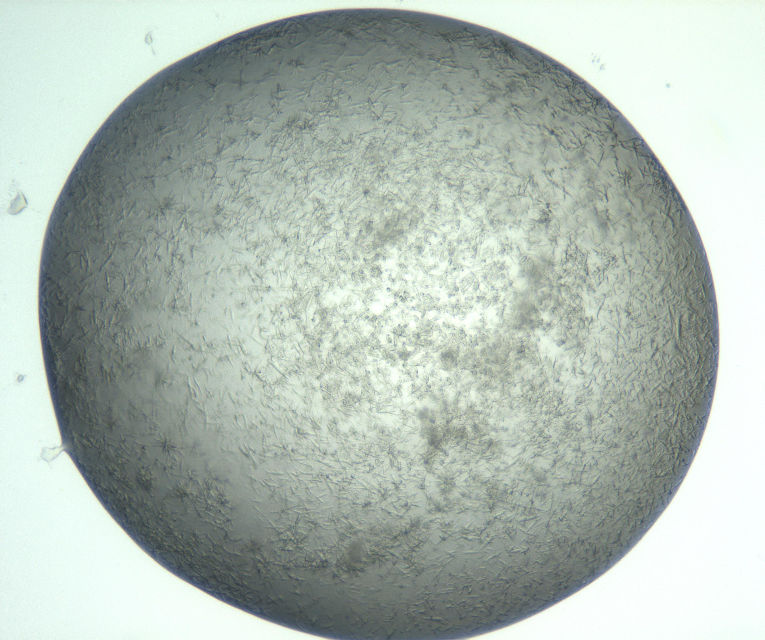 RI01_03_000_0212_Proj1_Clon1_MC_0000MC103050_005_161201_07_04_02_00_99_002_001_RAI.jpg