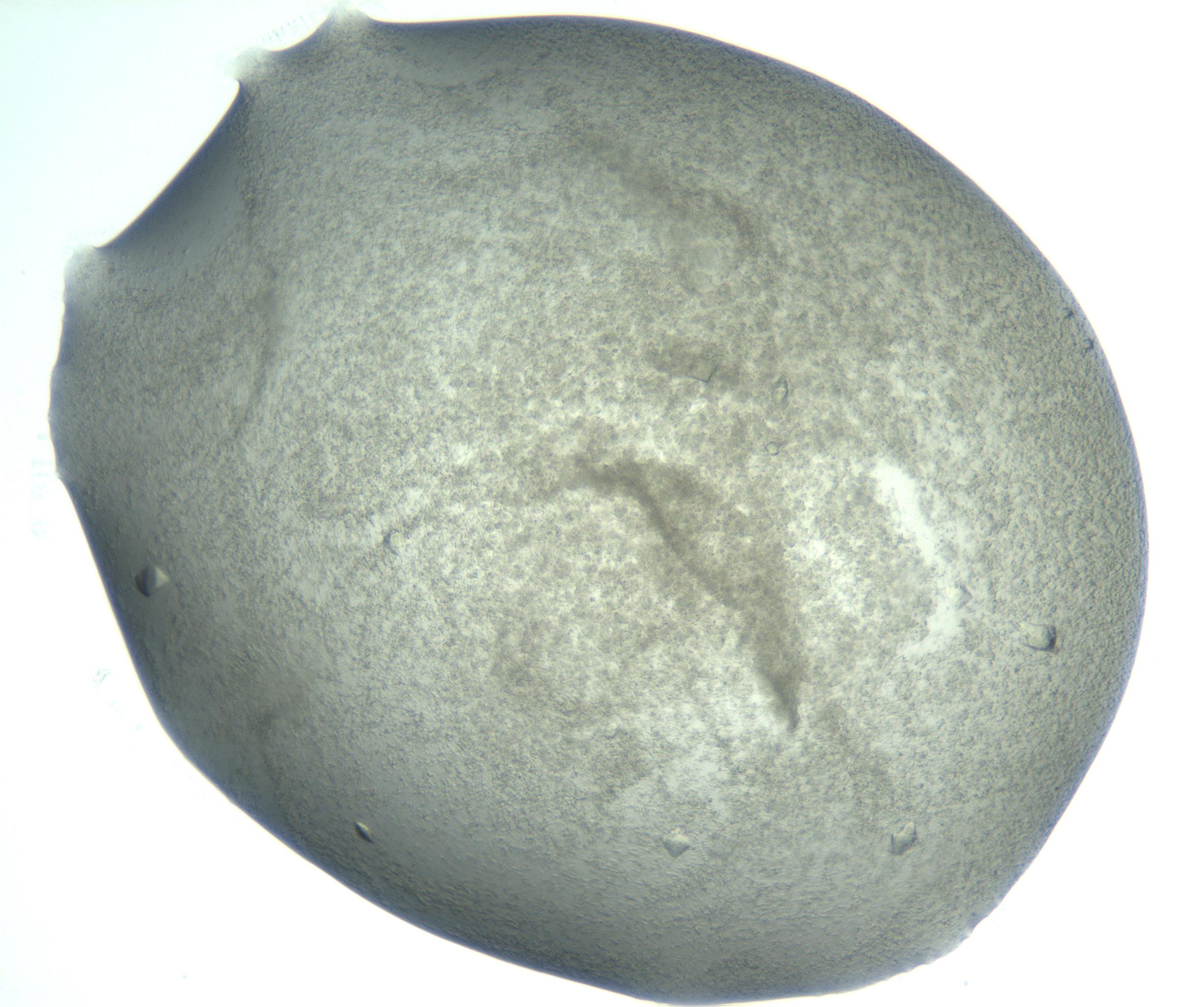 RI01_03_000_0212_Proj1_Clon1_MC_0000MC103050_005_161201_08_04_02_00_99_002_001_RAI.jpg