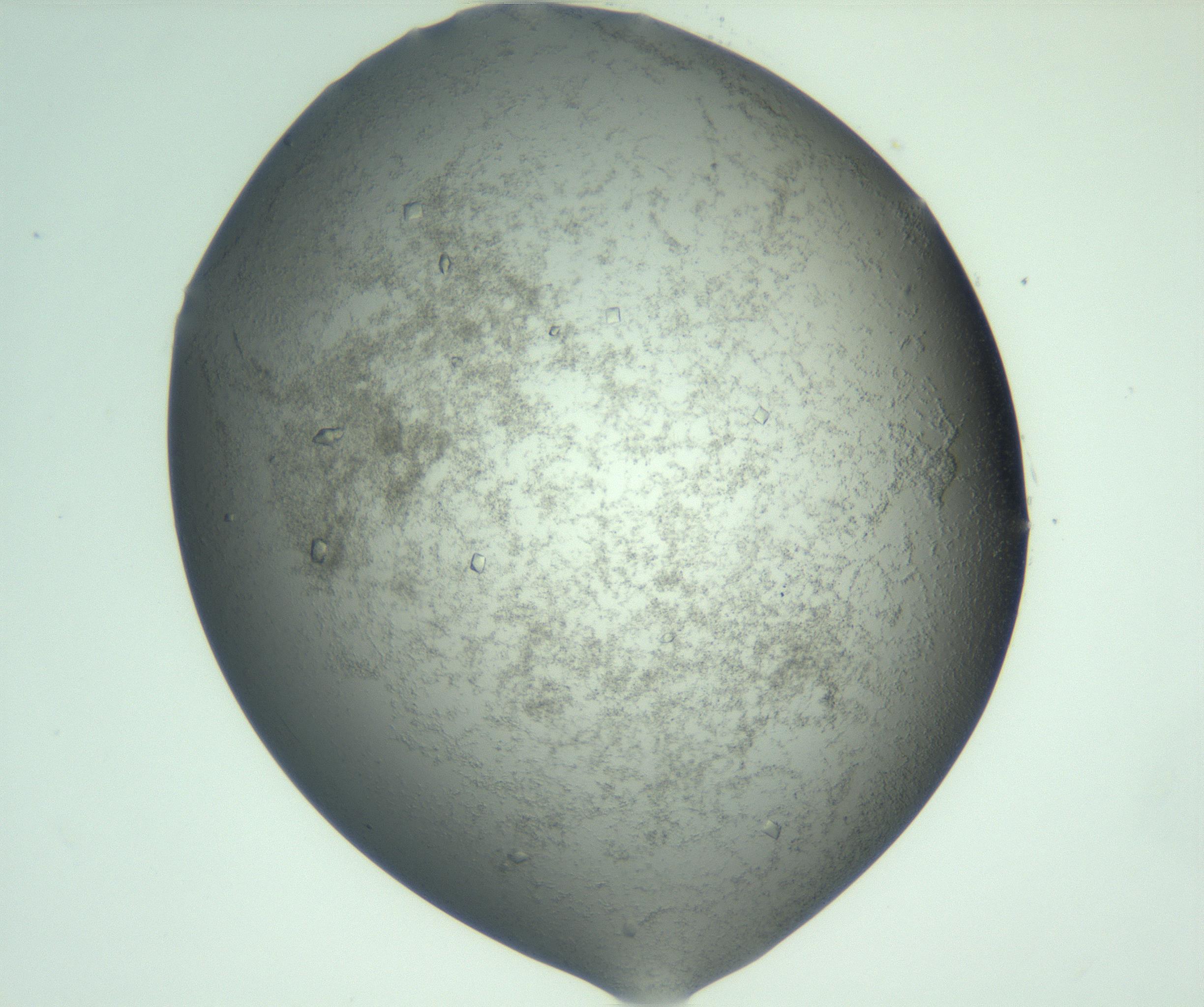 RI01_03_000_0212_Proj1_Clon1_MC_0000MC103050_005_161201_09_03_01_00_99_002_001_RAI.jpg