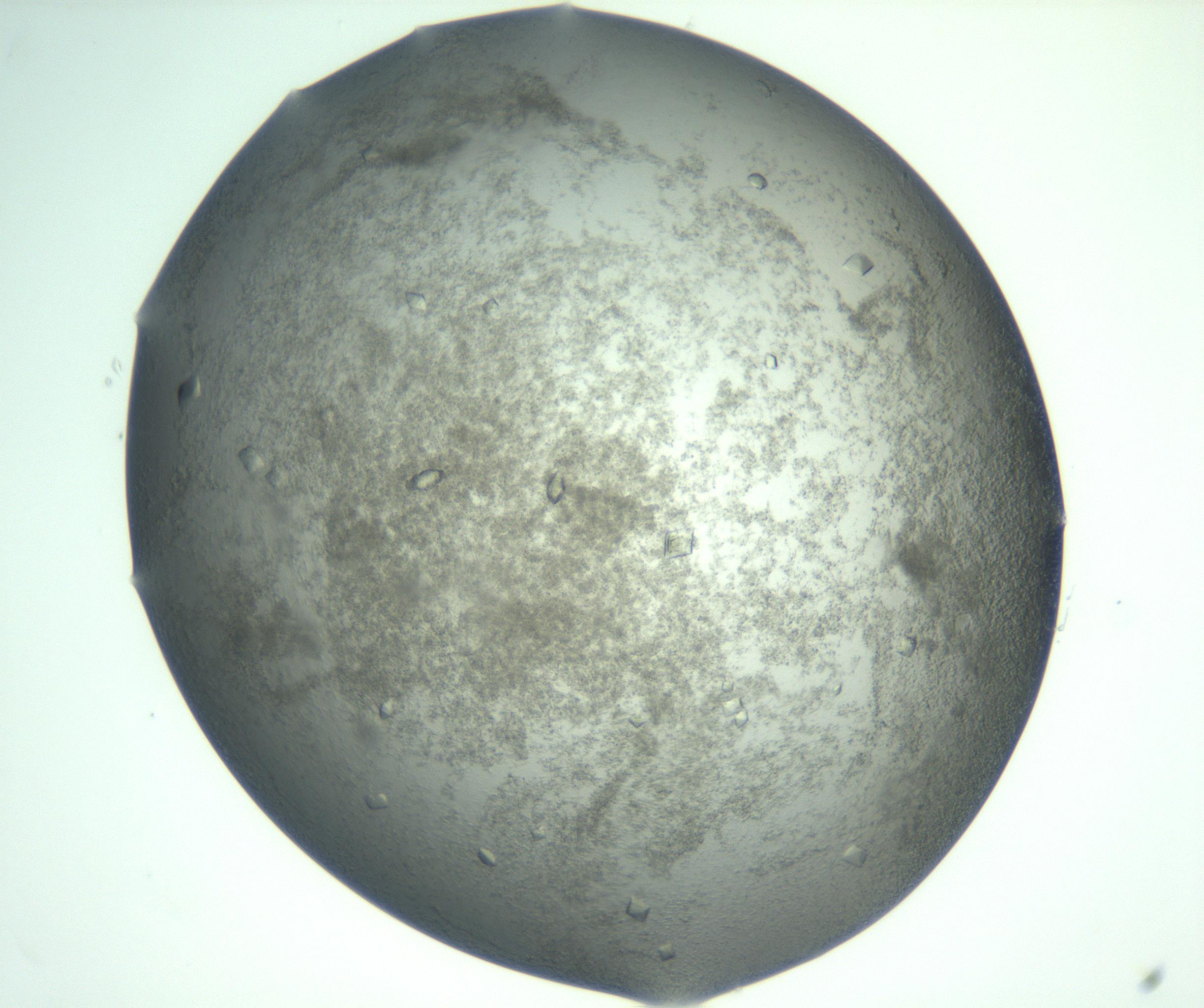 RI01_03_000_0212_Proj1_Clon1_MC_0000MC103050_005_161201_09_03_02_00_99_002_001_RAI.jpg
