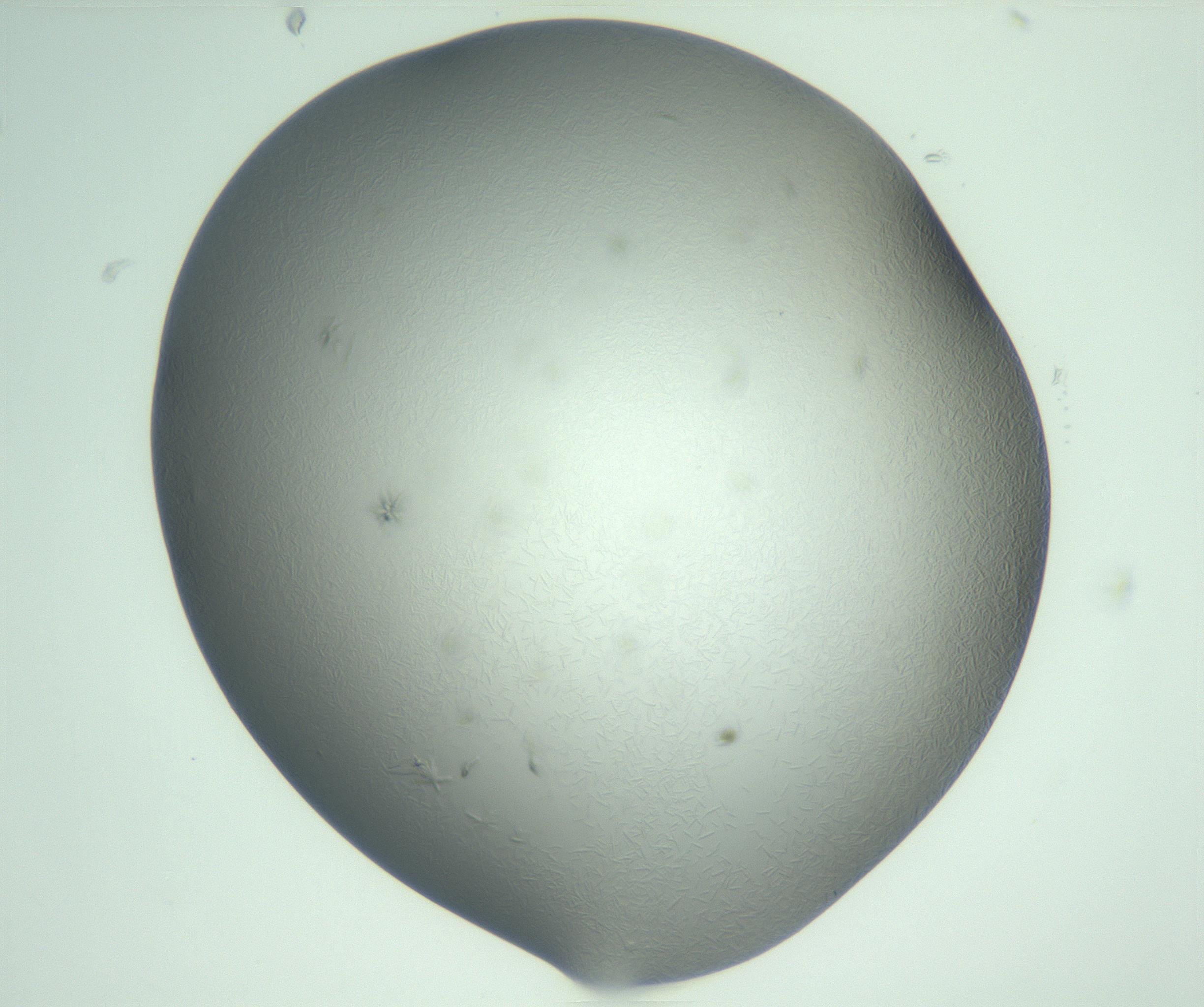 RI01_03_000_0212_Proj1_Clon1_MC_0000MC103050_005_161201_10_03_01_00_99_002_001_RAI.jpg