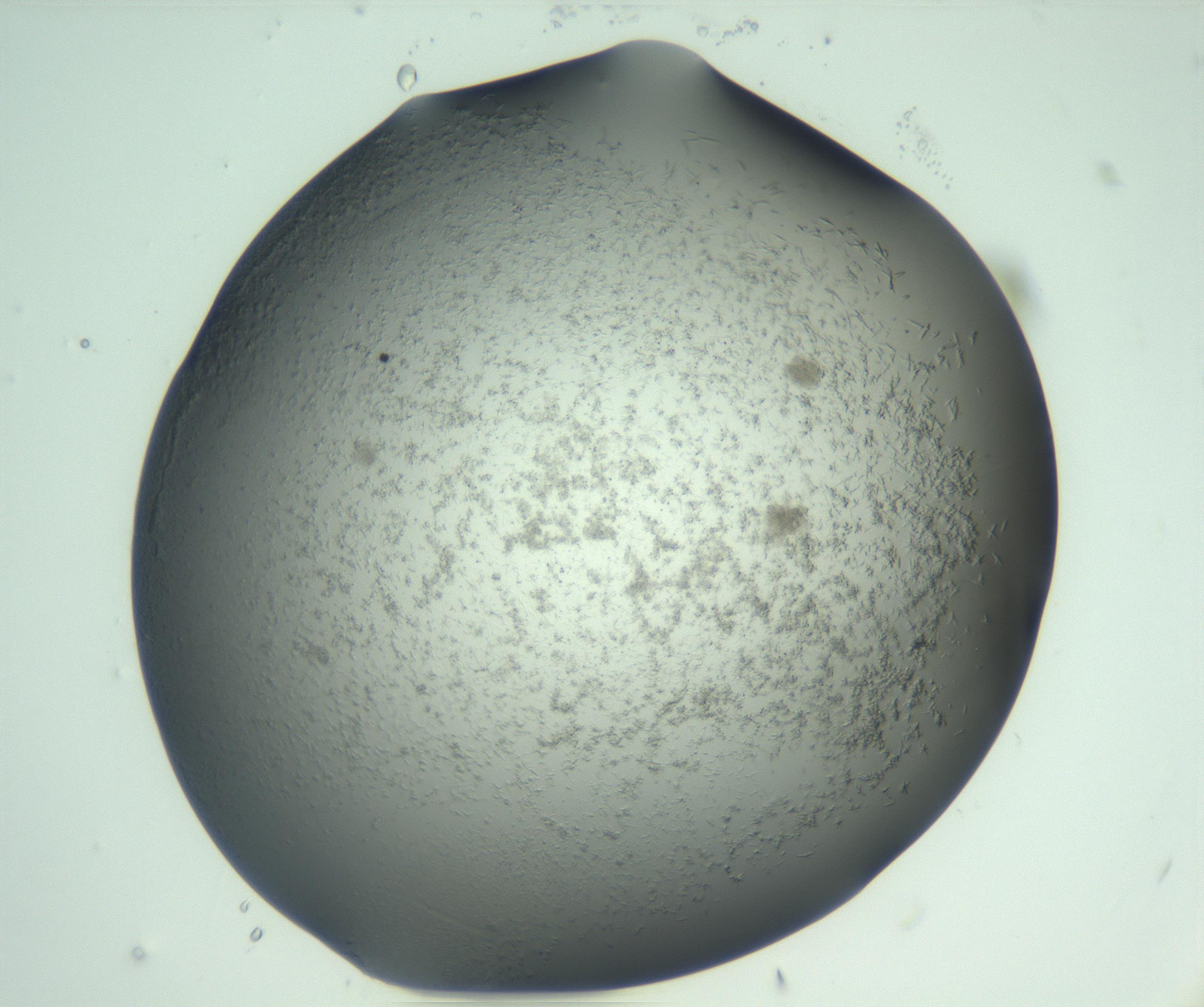 RI01_03_000_0212_Proj1_Clon1_MC_0000MC103050_005_161201_12_05_01_00_99_002_001_RAI.jpg