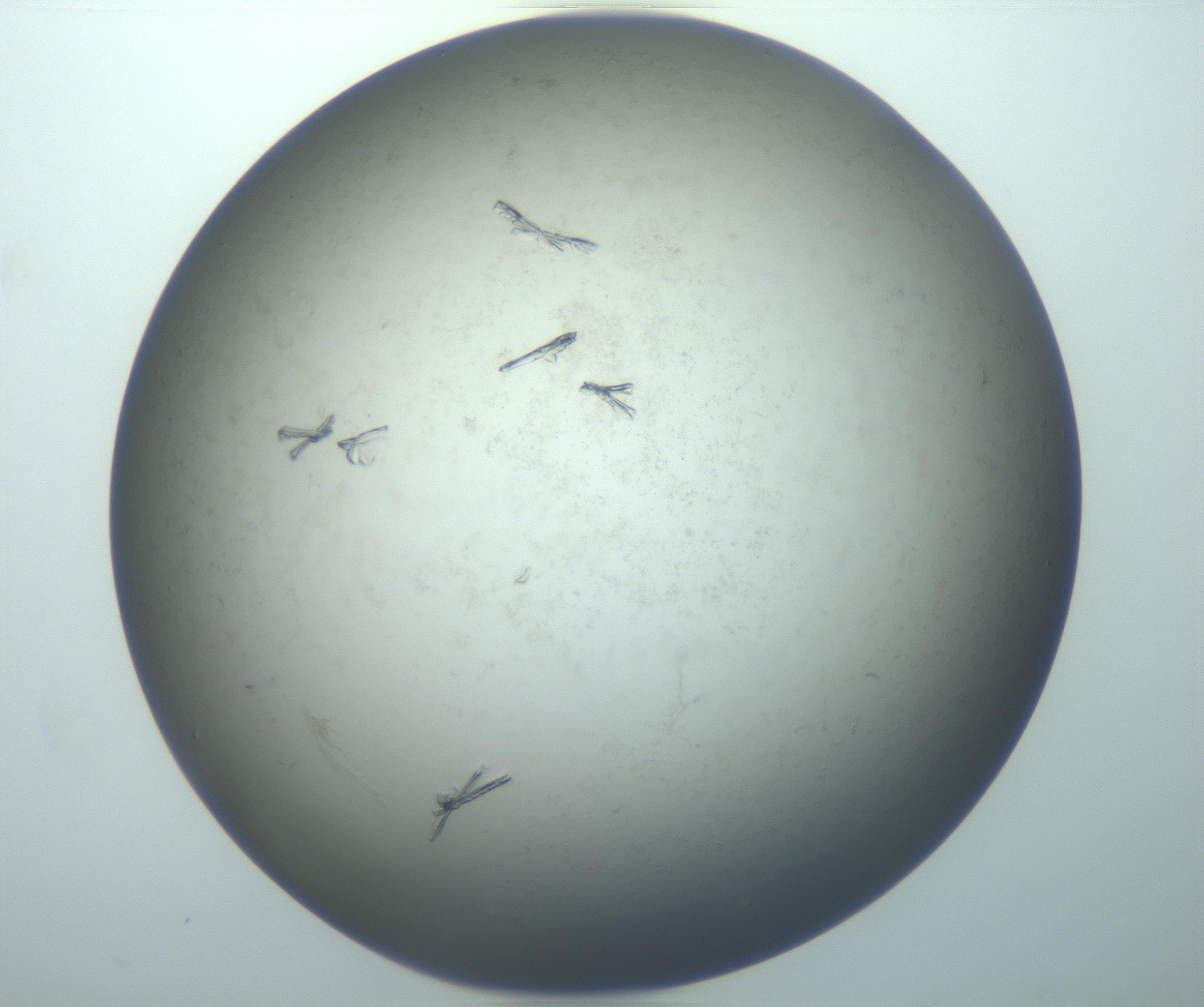 RI01_03_000_0212_Proj1_Clon1_MC_0000MC103052_002_161124_08_07_02_00_99_002_001_RAI.jpg