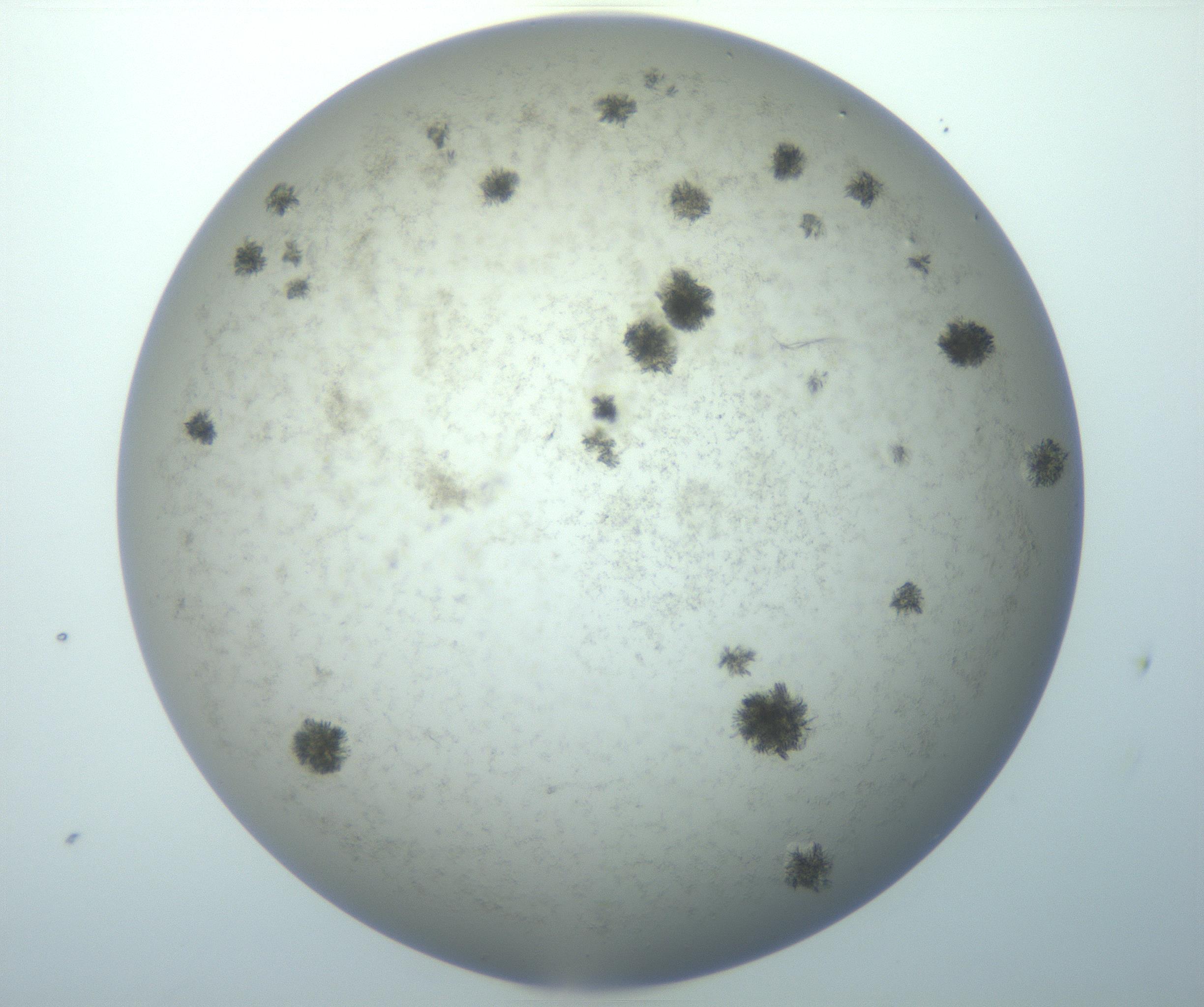 RI01_03_000_0212_Proj1_Clon1_MC_0000MC103052_004_161128_05_04_02_00_99_002_001_RAI.jpg
