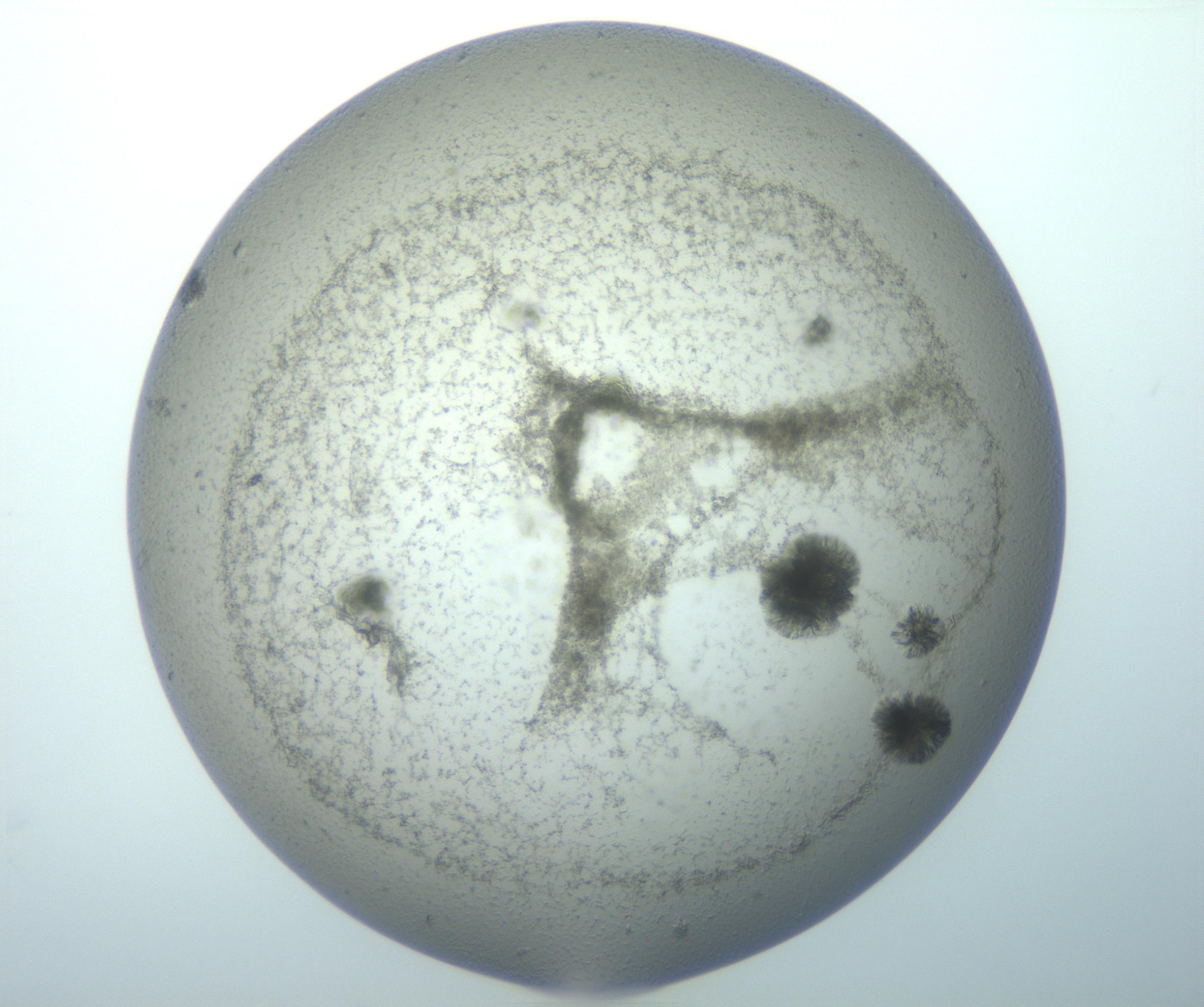 RI01_03_000_0212_Proj1_Clon1_MC_0000MC103052_005_161130_05_04_01_00_99_002_001_RAI.jpg