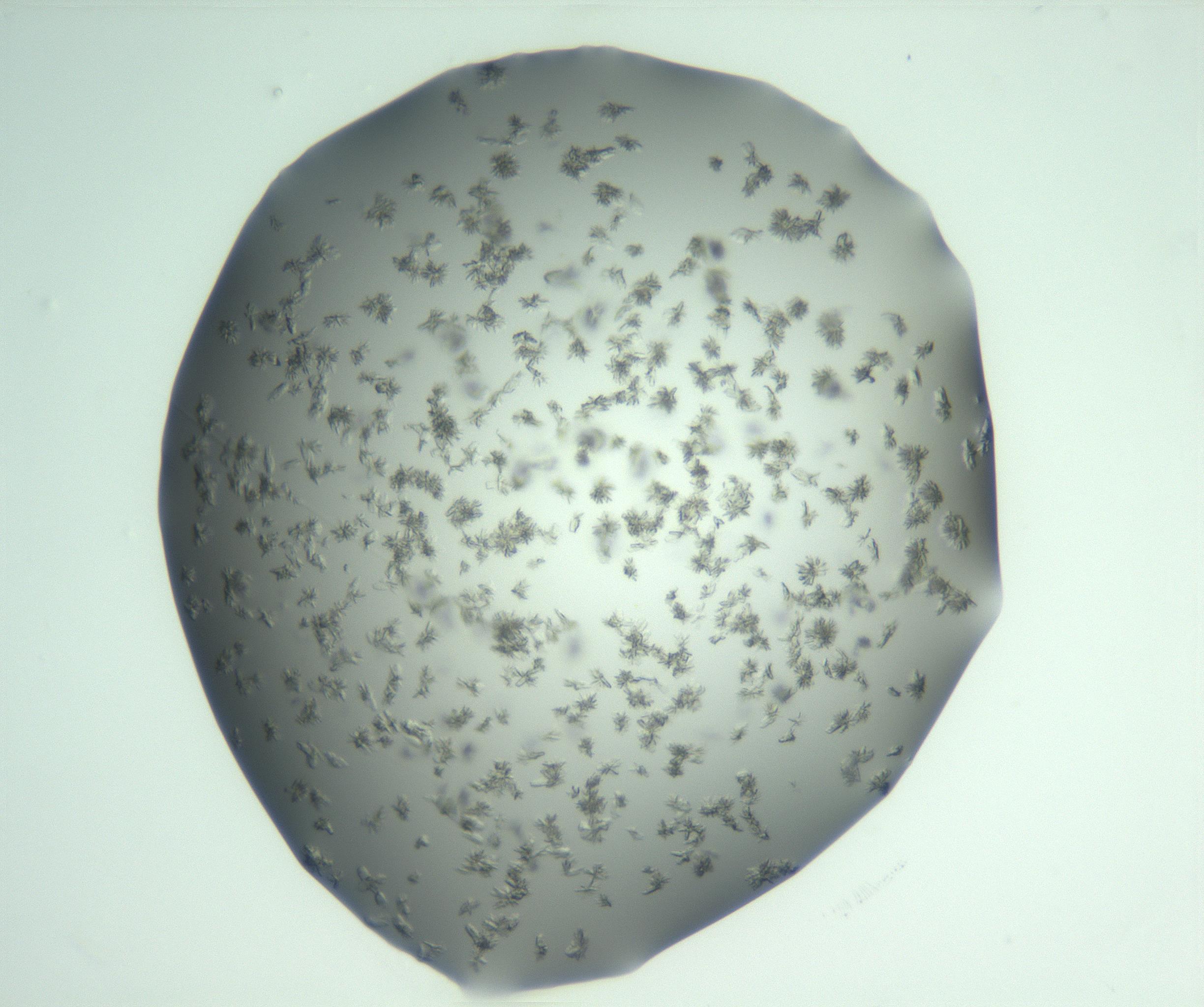 RI01_03_000_0212_Proj1_Clon1_MC_0000MC103057_005_161201_01_07_01_00_99_002_001_RAI.jpg