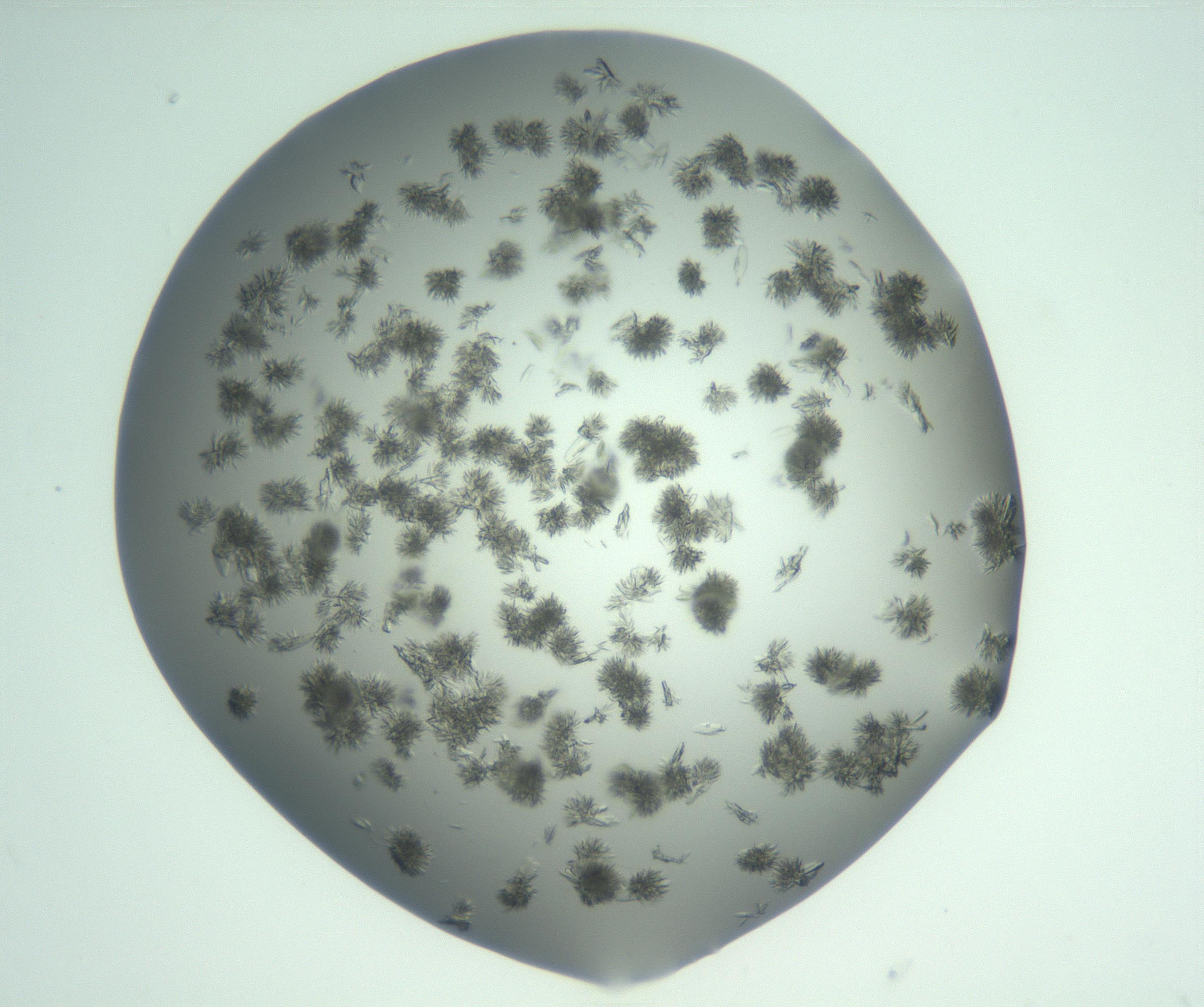 RI01_03_000_0212_Proj1_Clon1_MC_0000MC103057_005_161201_01_07_02_00_99_002_001_RAI.jpg