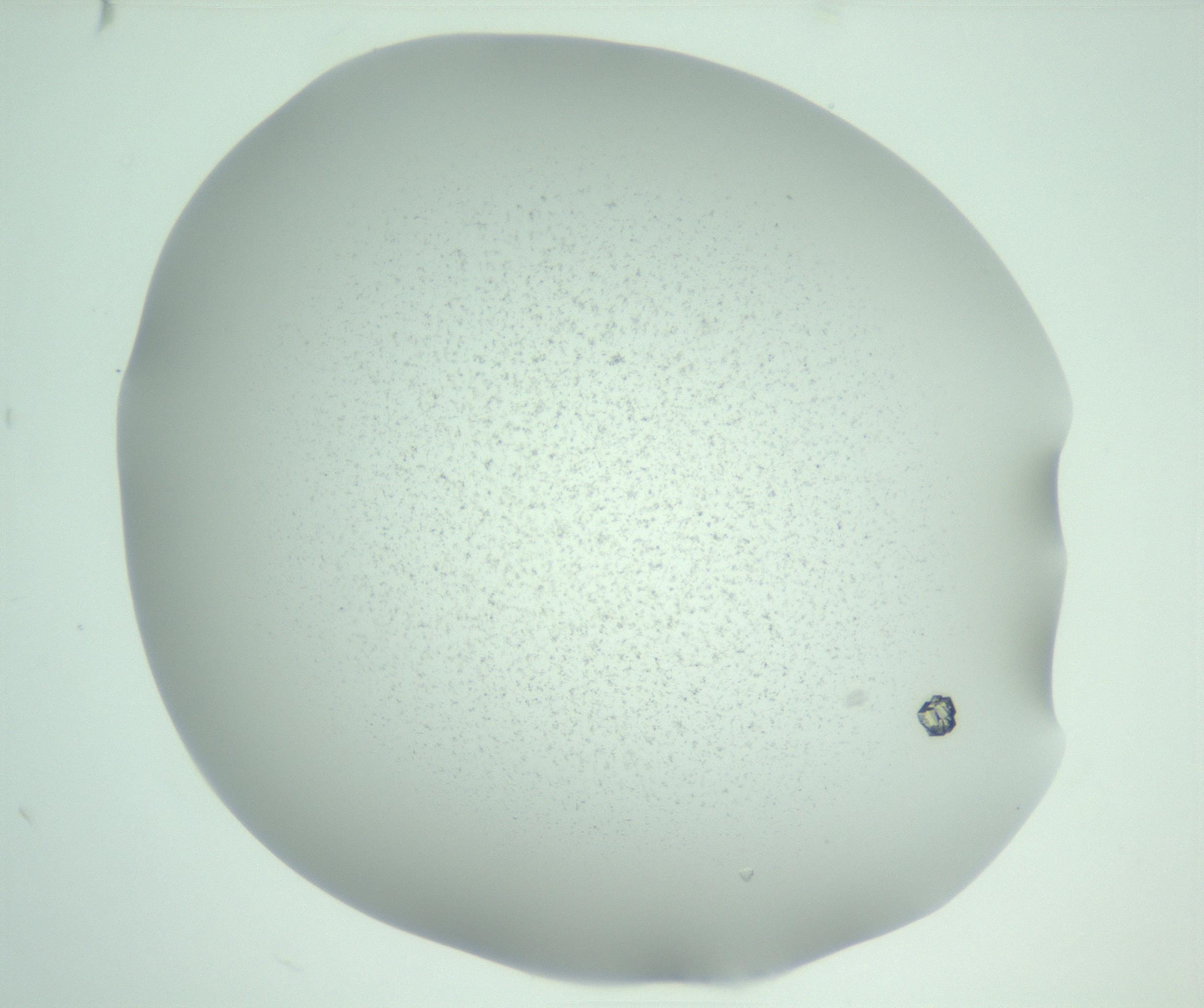 RI01_03_000_0212_Proj1_Clon1_MC_0000MC103057_005_161201_02_02_01_00_99_002_001_RAI.jpg