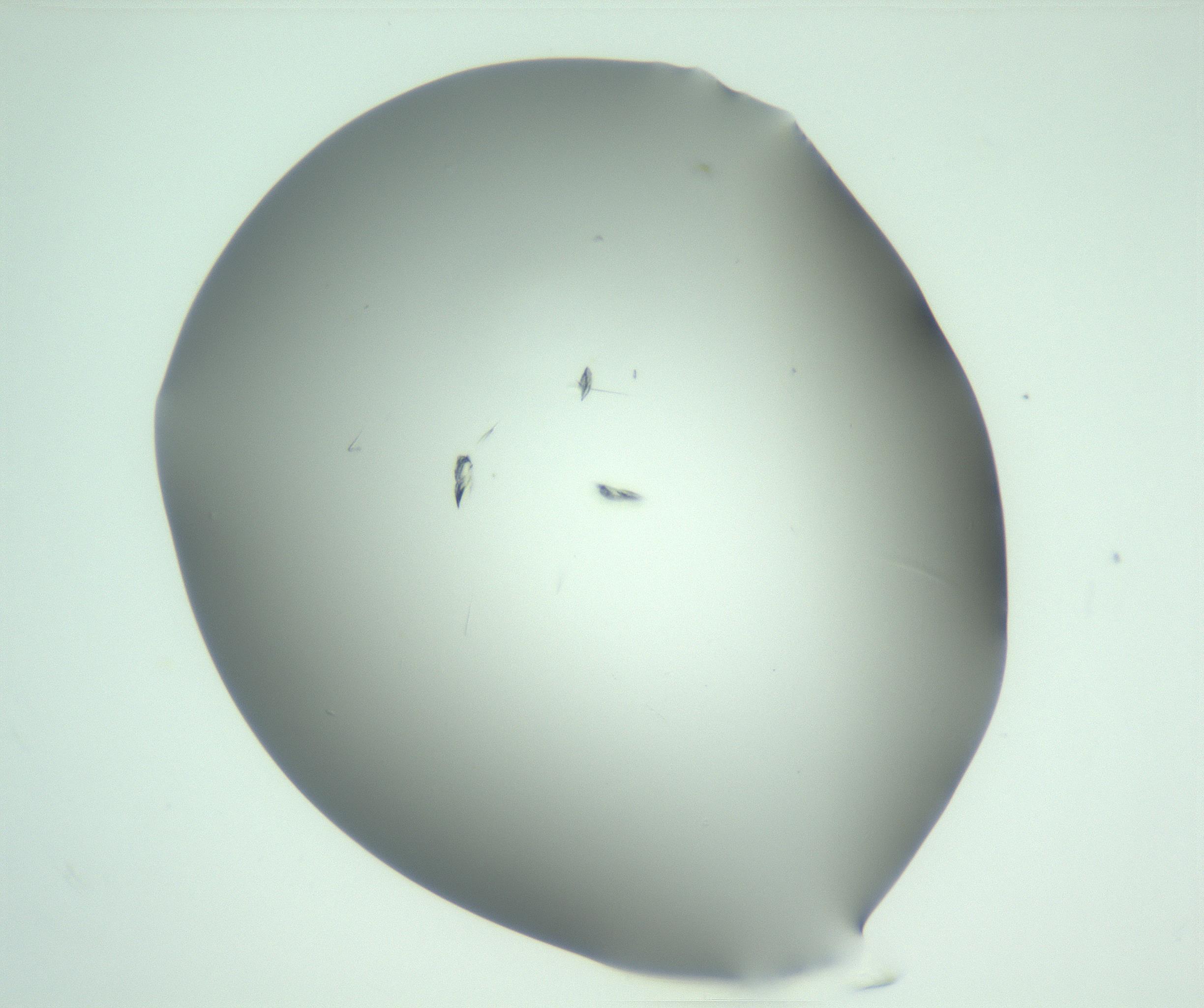RI01_03_000_0212_Proj1_Clon1_MC_0000MC103057_005_161201_03_02_01_00_99_002_001_RAI.jpg
