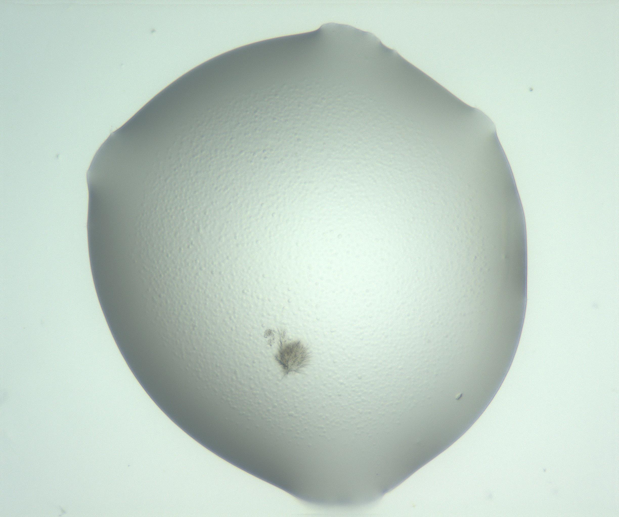 RI01_03_000_0212_Proj1_Clon1_MC_0000MC103057_005_161201_03_02_02_00_99_002_001_RAI.jpg