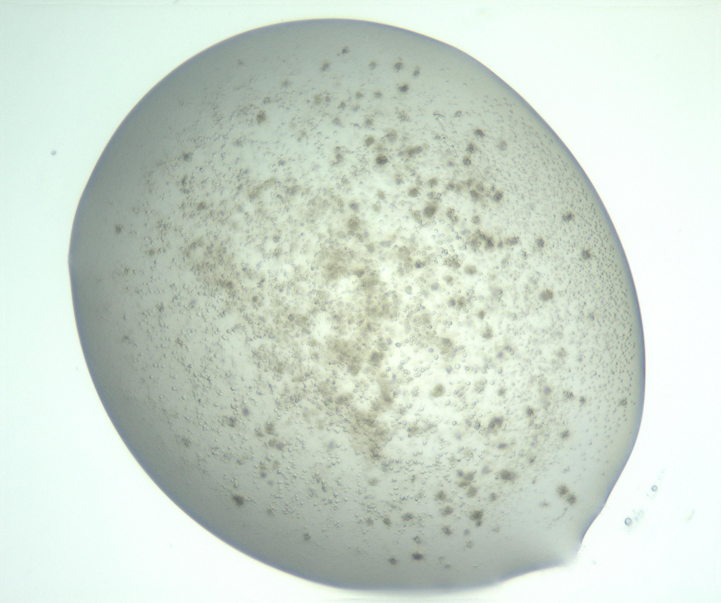 RI01_03_000_0212_Proj1_Clon1_MC_0000MC103057_005_161201_03_04_02_00_99_002_001_RAI.jpg