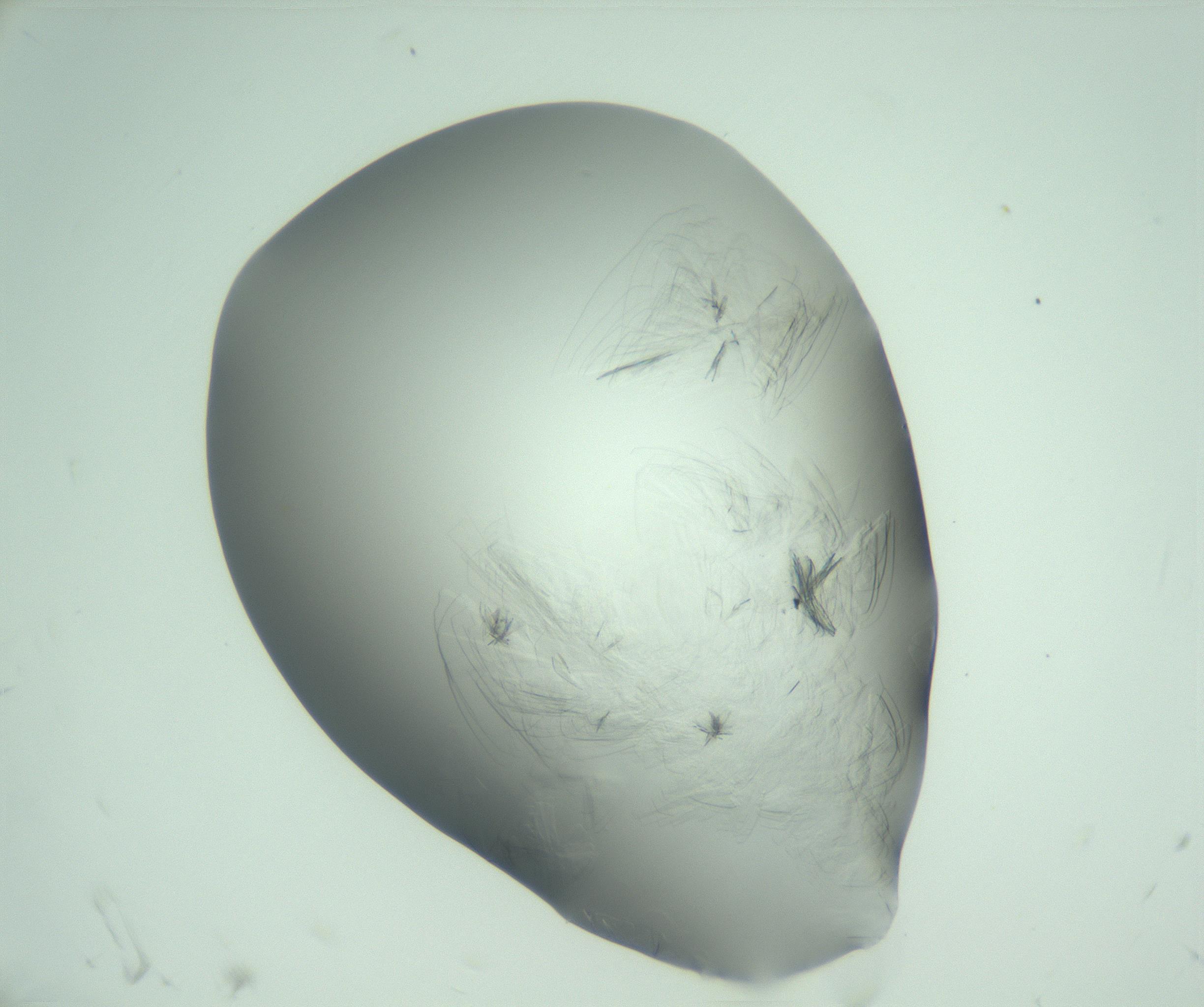 RI01_03_000_0212_Proj1_Clon1_MC_0000MC103057_005_161201_06_01_02_00_99_002_001_RAI.jpg
