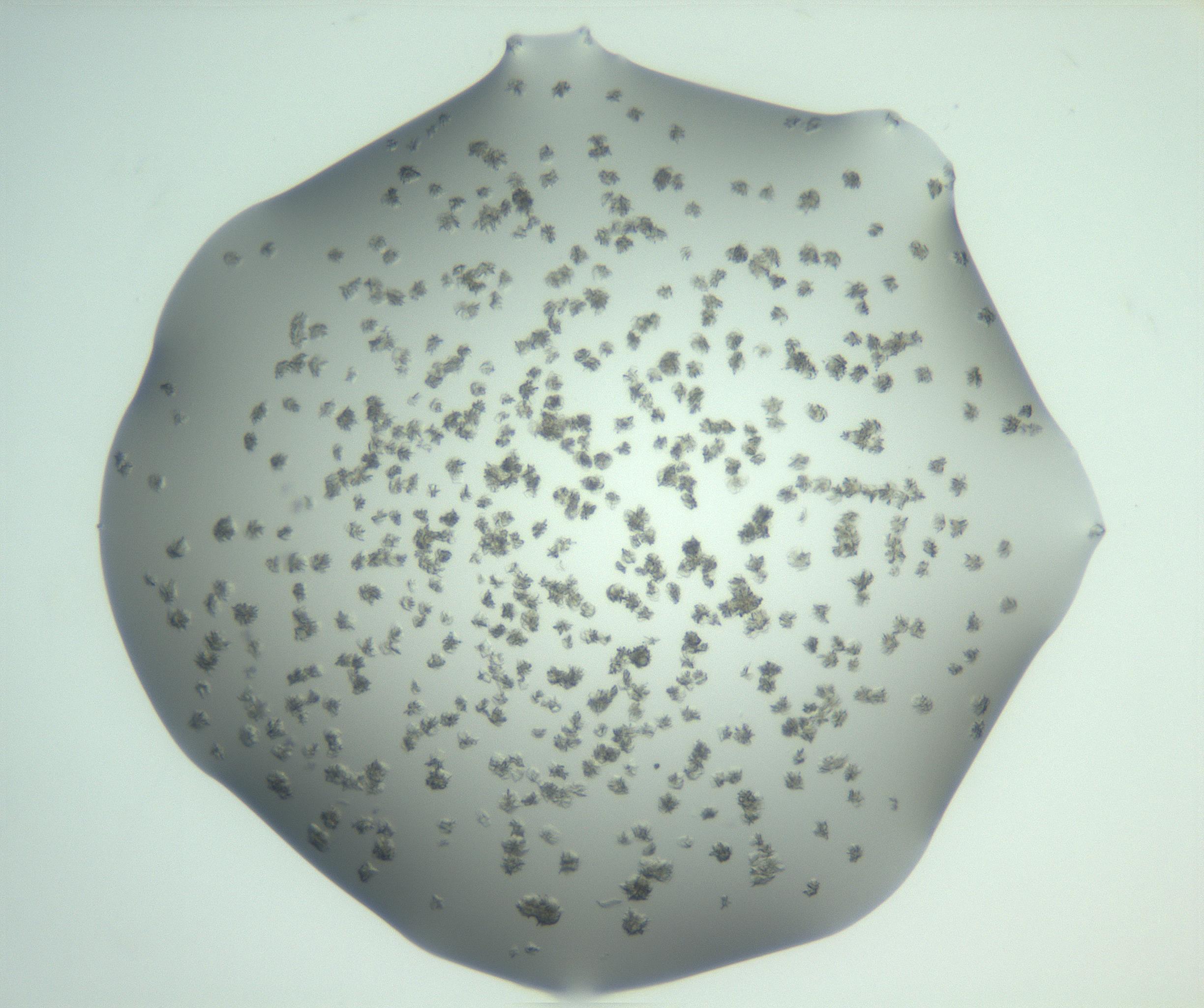 RI01_03_000_0212_Proj1_Clon1_MC_0000MC103057_005_161201_06_08_01_00_99_002_001_RAI.jpg