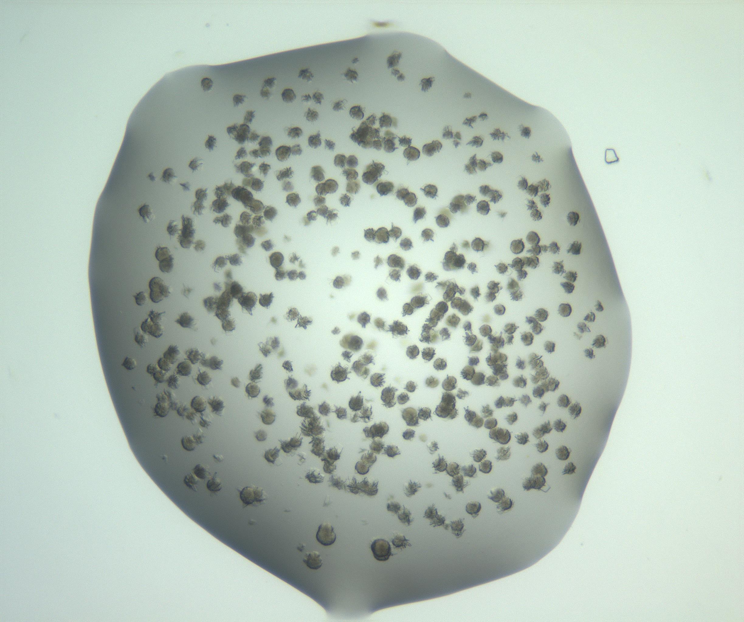 RI01_03_000_0212_Proj1_Clon1_MC_0000MC103057_005_161201_06_08_02_00_99_002_001_RAI.jpg