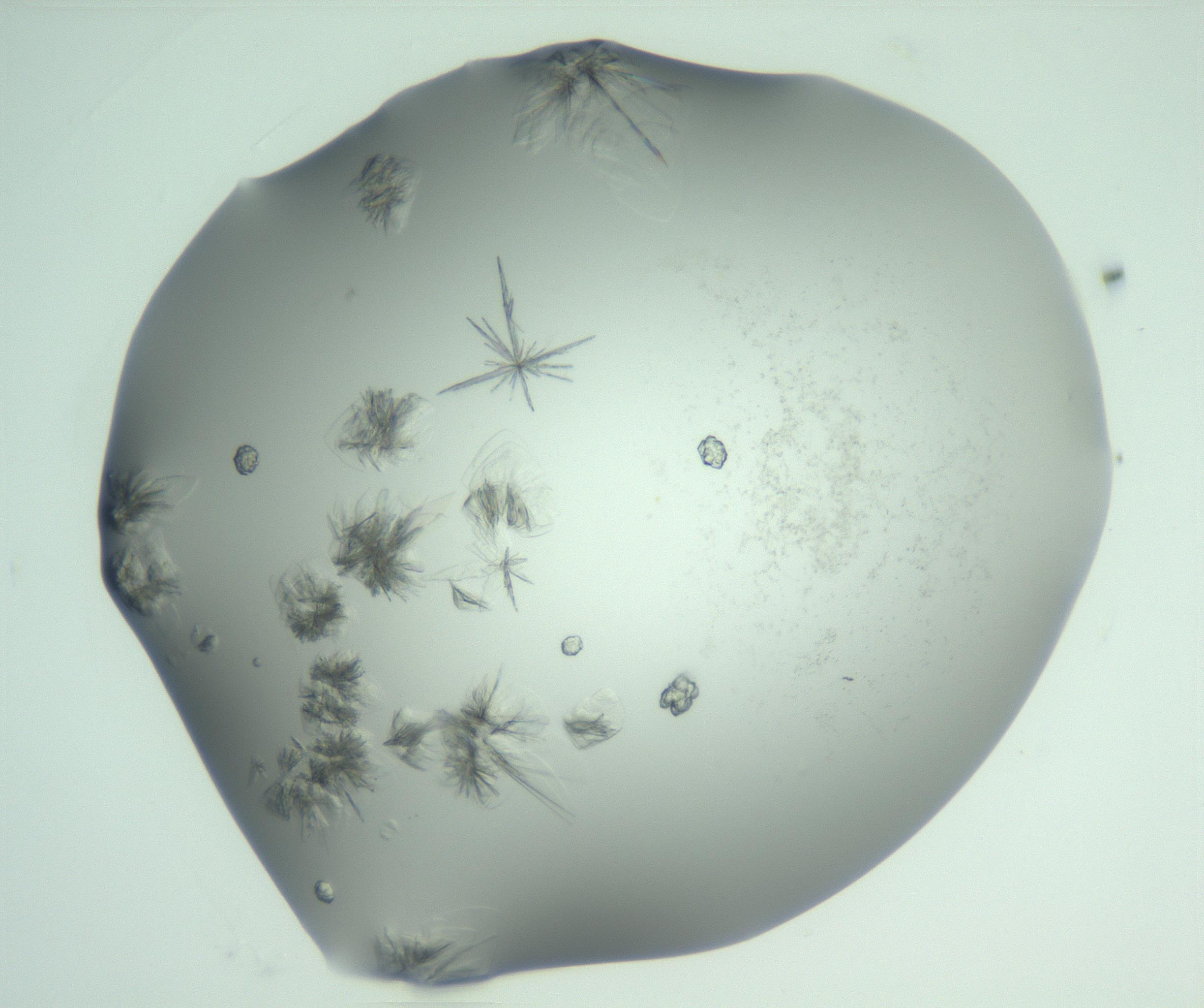 RI01_03_000_0212_Proj1_Clon1_MC_0000MC103057_005_161201_09_05_01_00_99_002_001_RAI.jpg