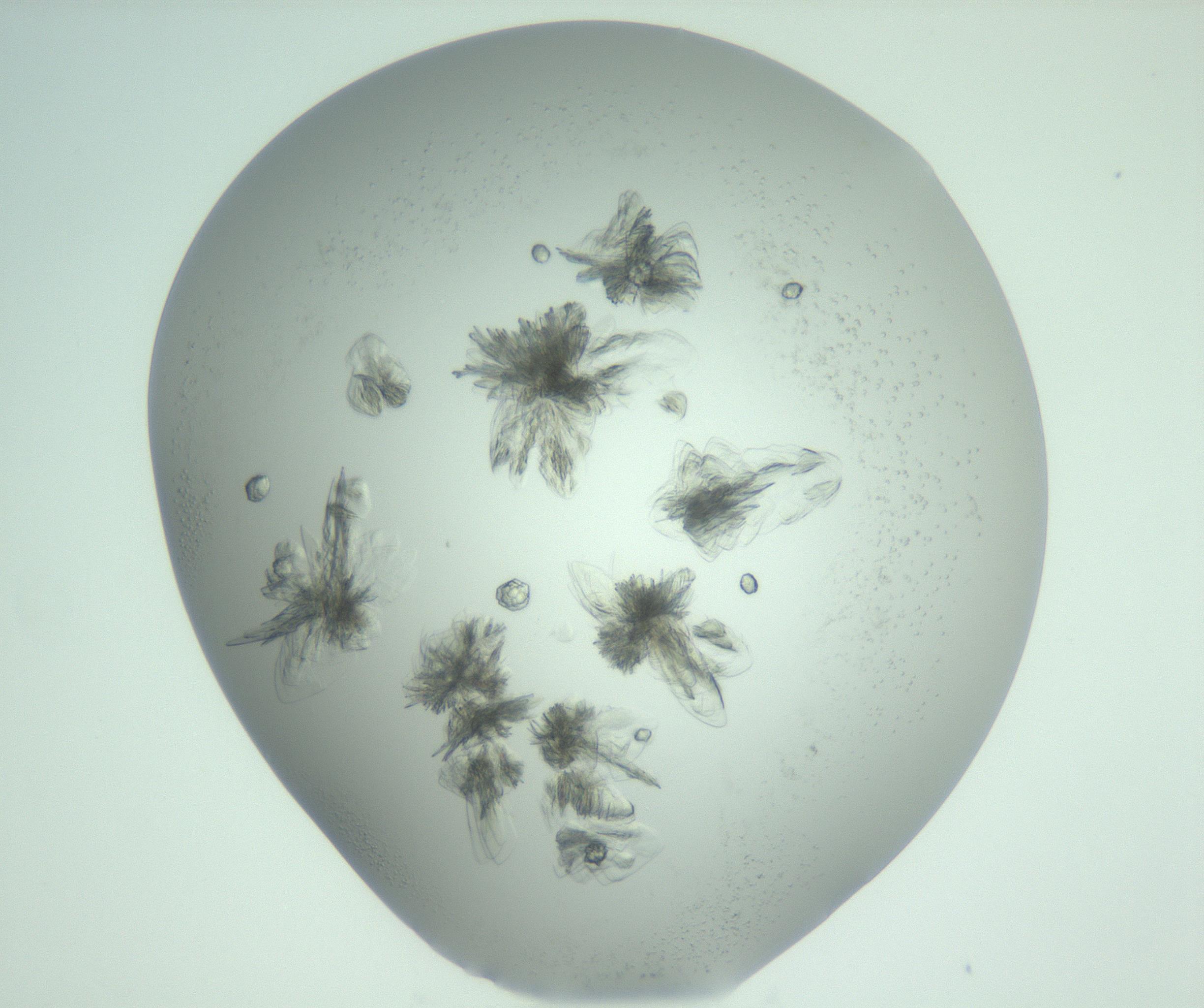 RI01_03_000_0212_Proj1_Clon1_MC_0000MC103057_005_161201_09_05_02_00_99_002_001_RAI.jpg