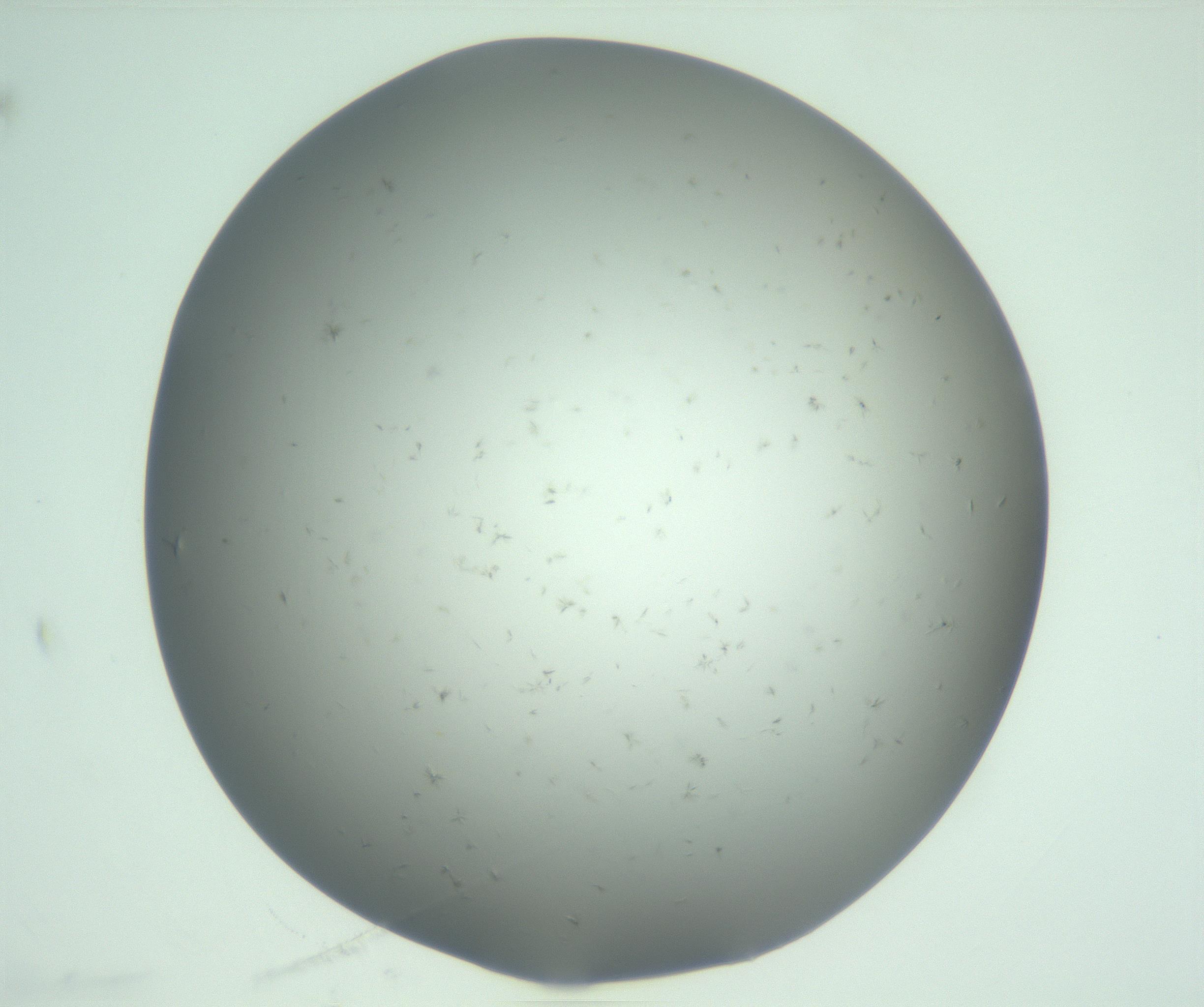RI01_03_000_0212_Proj1_Clon1_MC_0000MC103057_005_161201_11_06_01_00_99_002_001_RAI.jpg