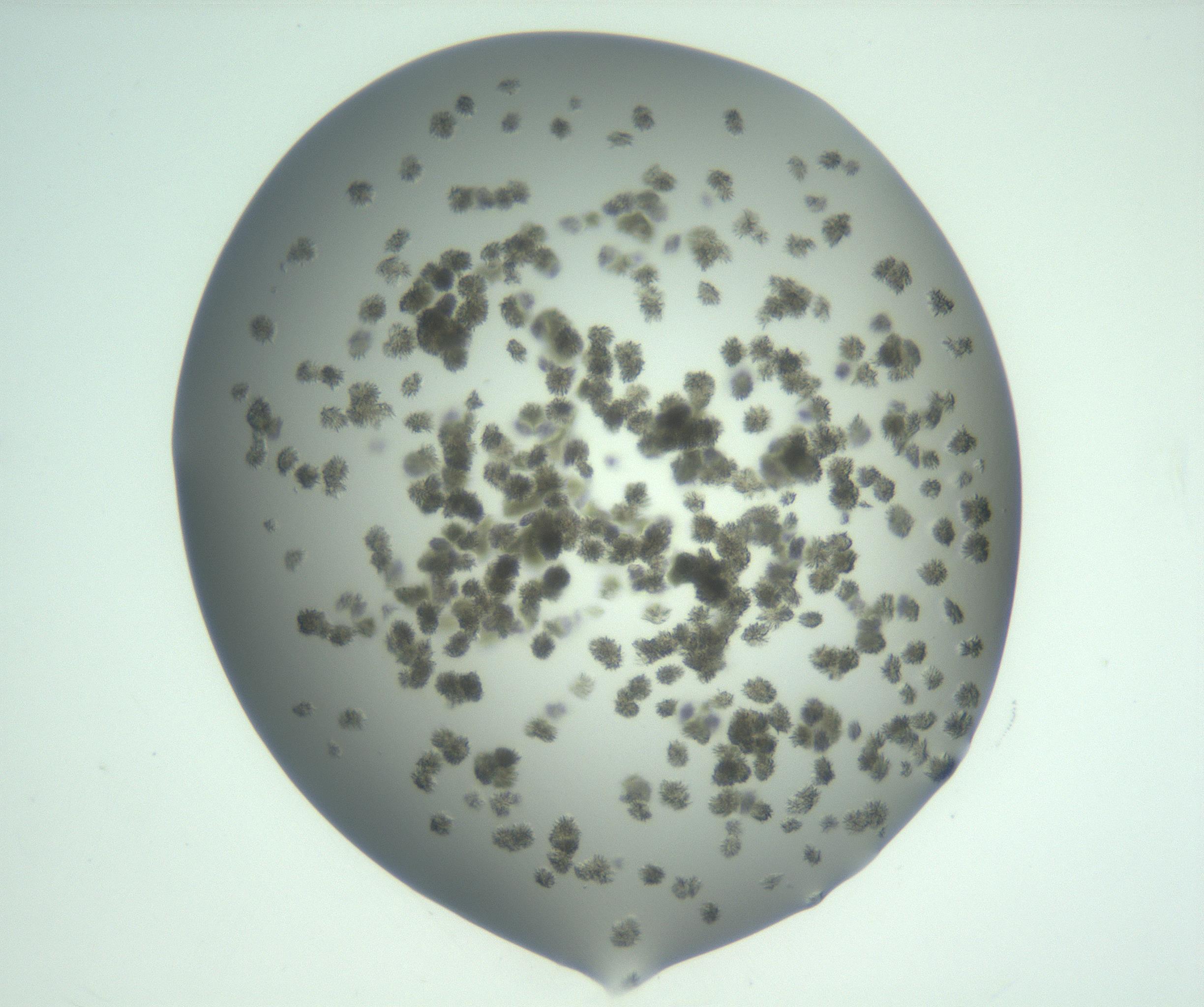 RI01_03_000_0212_Proj1_Clon1_MC_0000MC103057_005_161201_11_06_02_00_99_002_001_RAI.jpg