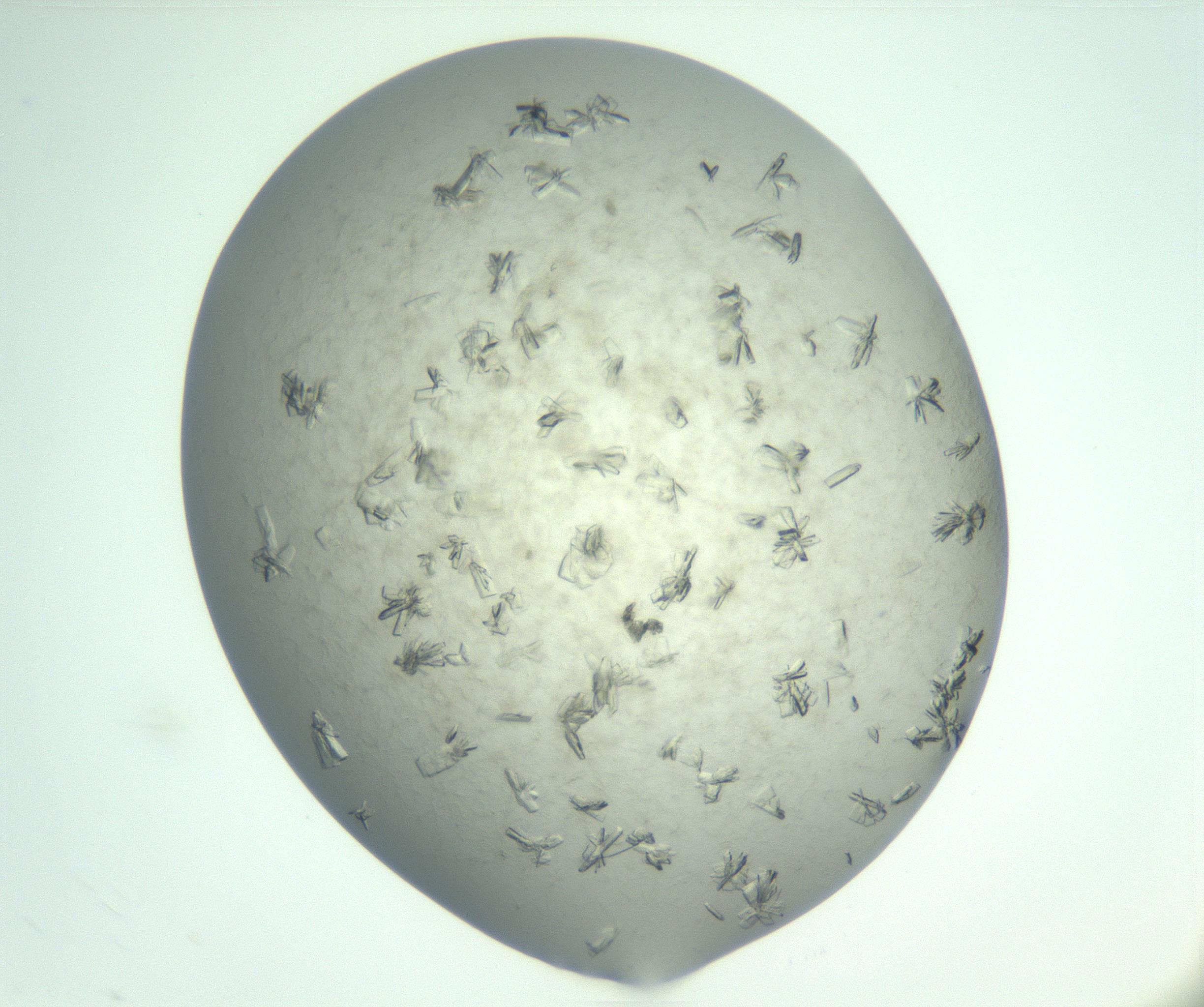 RI01_03_000_0212_Proj1_Clon1_MC_0000MC103057_005_161201_12_03_02_00_99_002_001_RAI.jpg
