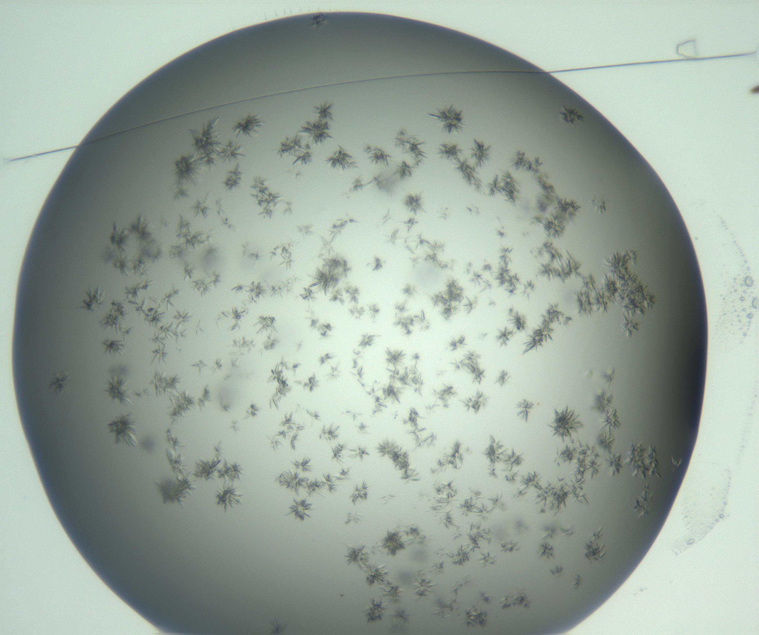 RI01_03_000_0212_Proj1_Clon1_MC_0000MC103058_005_161201_01_01_01_00_99_002_001_RAI.jpg