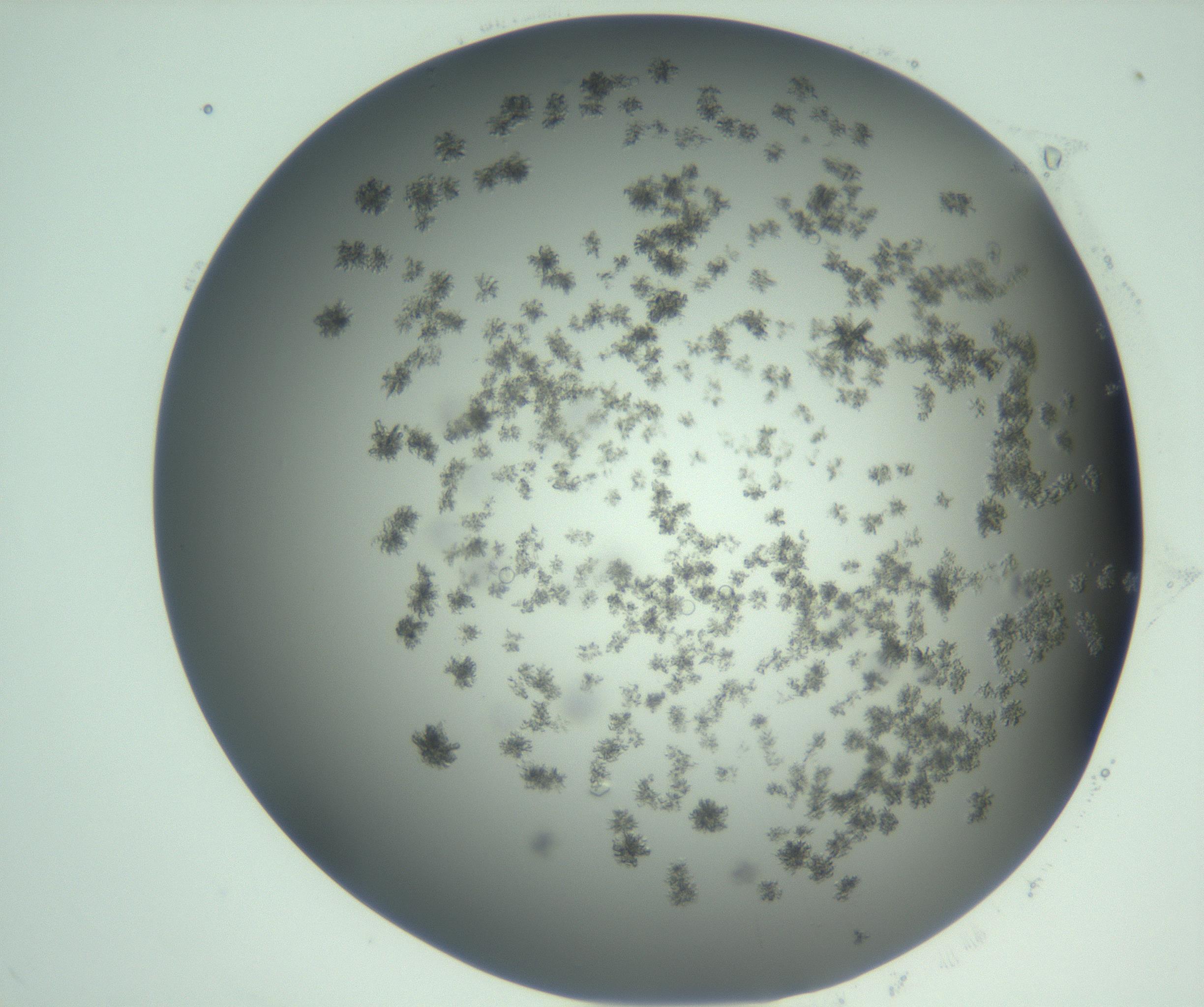 RI01_03_000_0212_Proj1_Clon1_MC_0000MC103058_005_161201_01_01_02_00_99_002_001_RAI.jpg