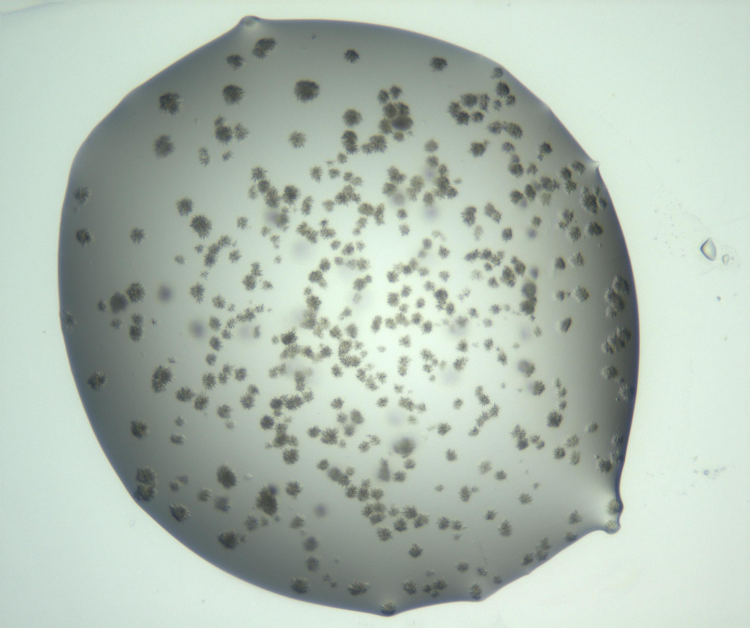 RI01_03_000_0212_Proj1_Clon1_MC_0000MC103058_005_161201_01_02_01_00_99_002_001_RAI.jpg