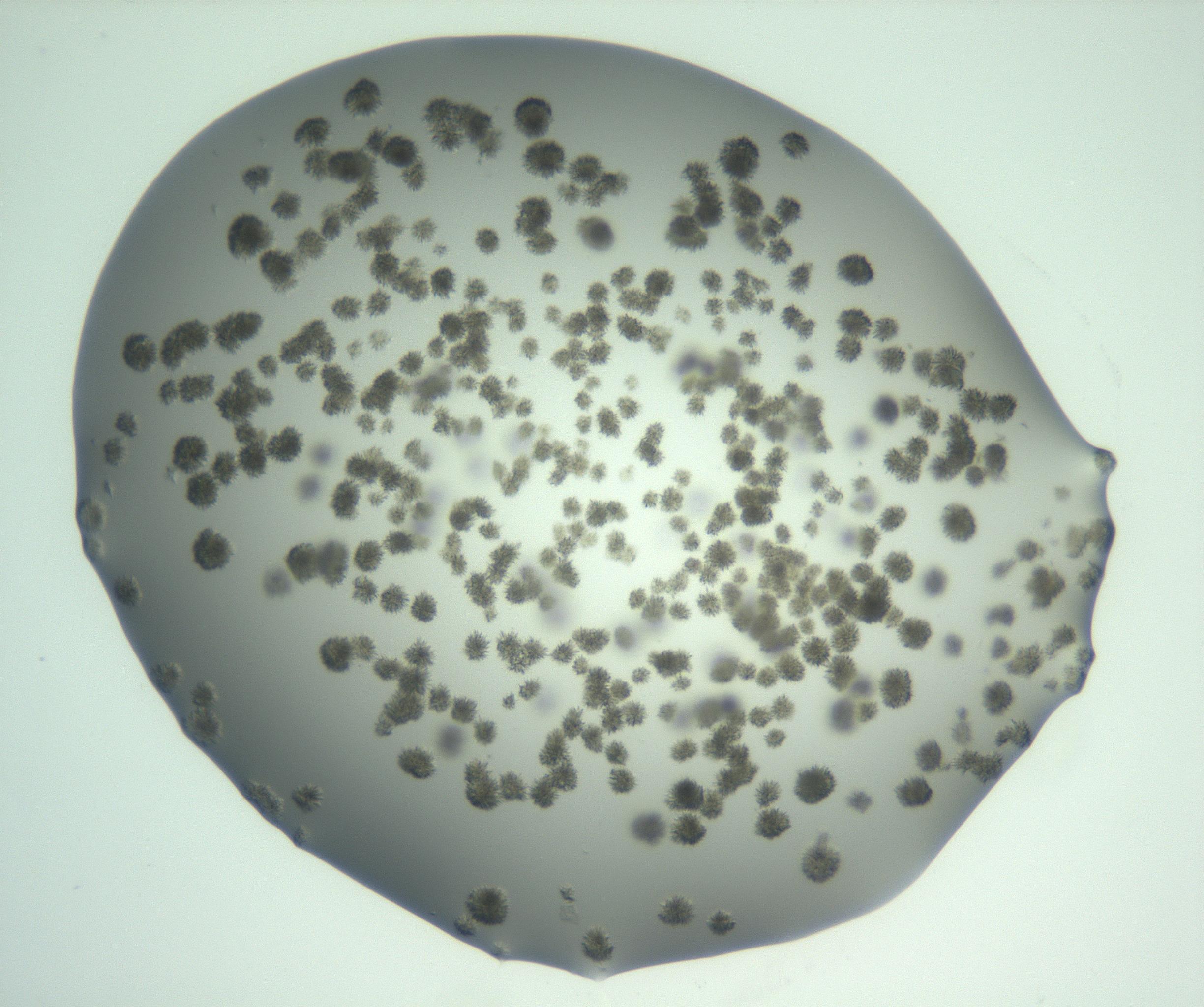 RI01_03_000_0212_Proj1_Clon1_MC_0000MC103058_005_161201_01_02_02_00_99_002_001_RAI.jpg