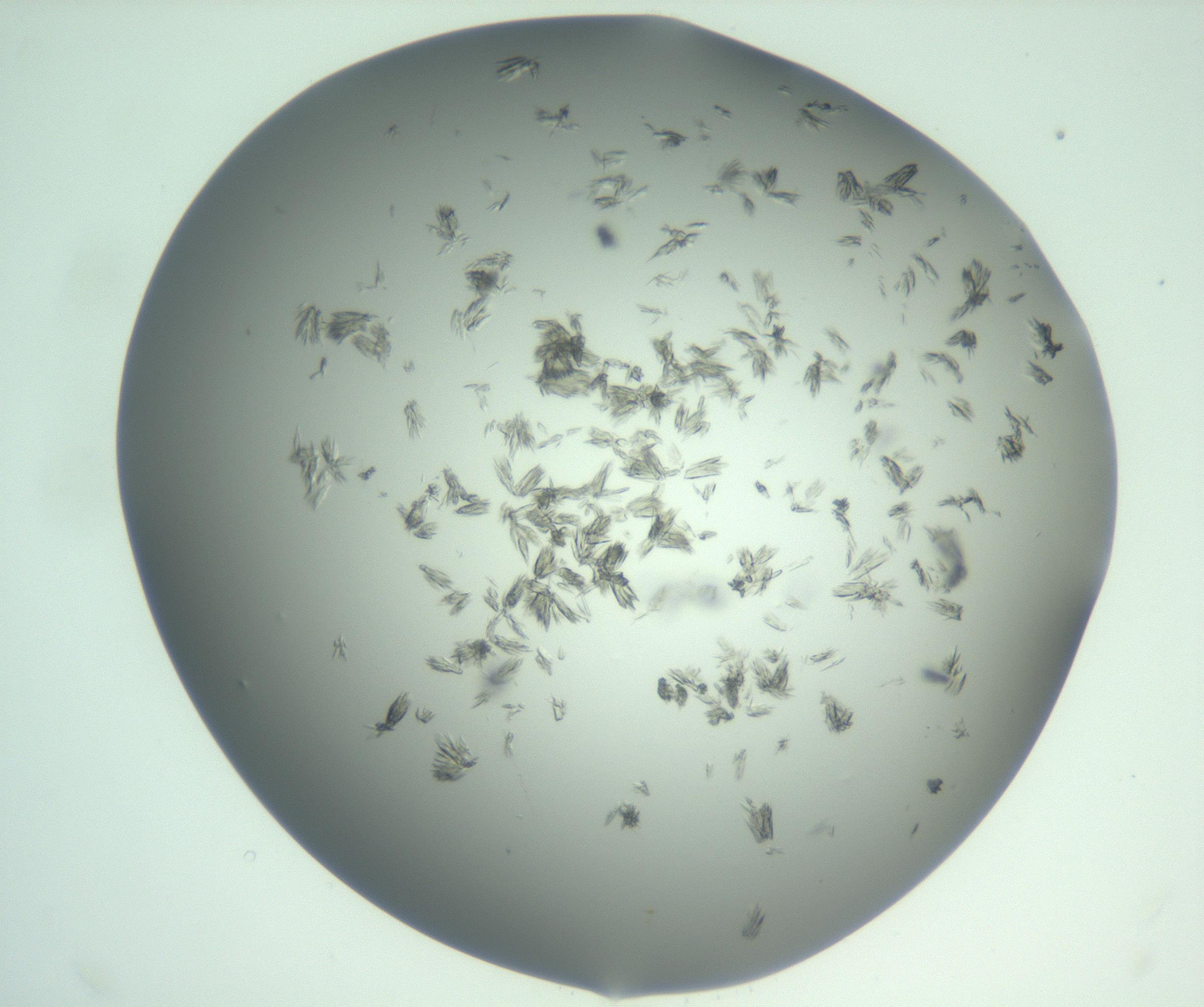 RI01_03_000_0212_Proj1_Clon1_MC_0000MC103058_005_161201_02_02_02_00_99_002_001_RAI.jpg